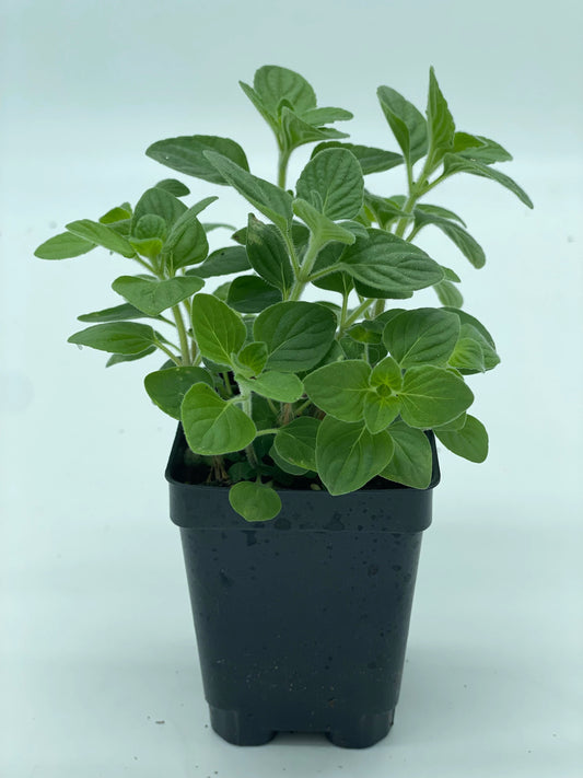 Nepitella - Clinopodium Nepeta , 3" Pot , Herbs , Useful Plants , Culinary , Tea No Shipping To California Or Arizona!