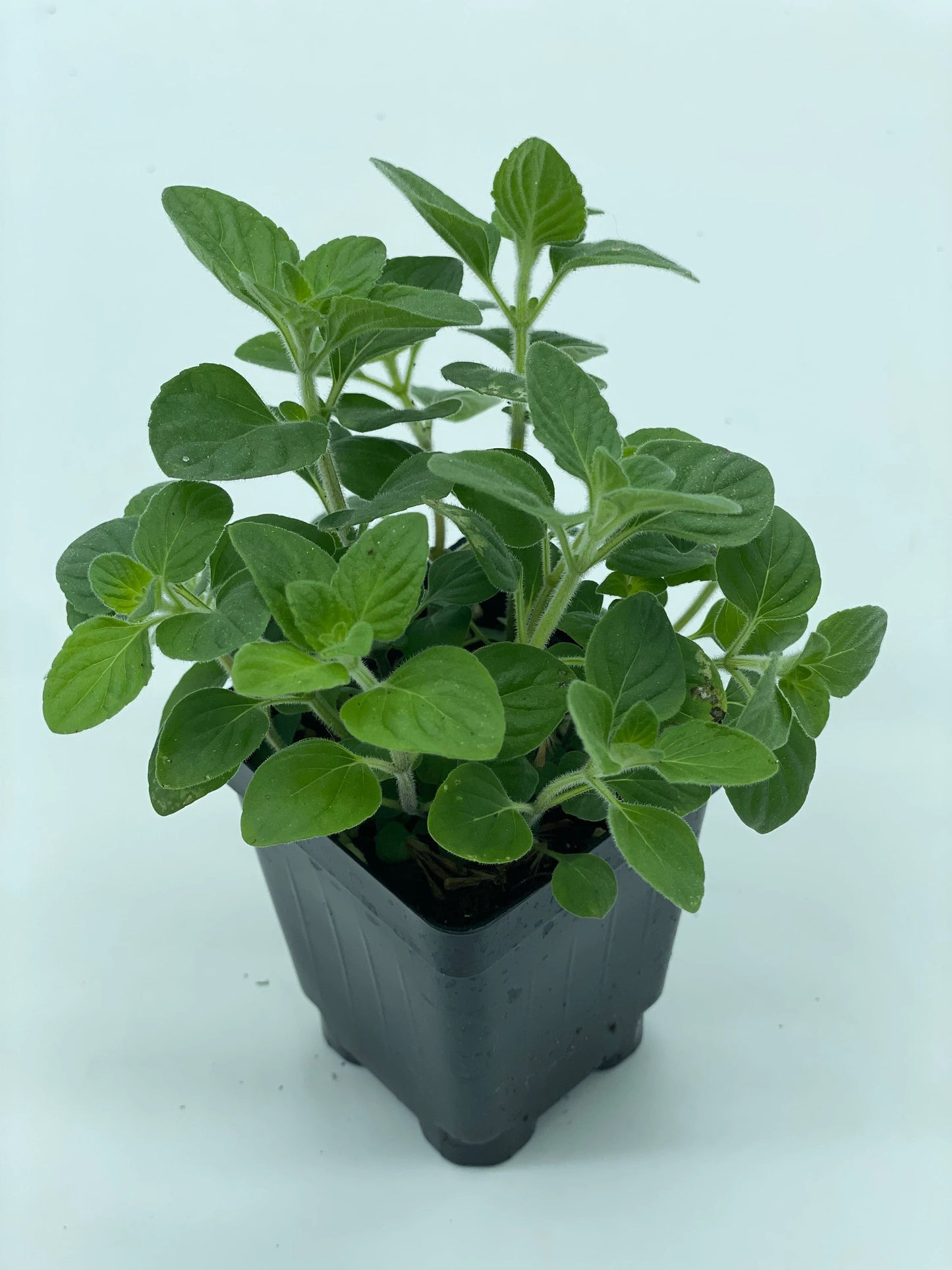 Nepitella - Clinopodium Nepeta , 3" Pot , Herbs , Useful Plants , Culinary , Tea No Shipping To California Or Arizona!