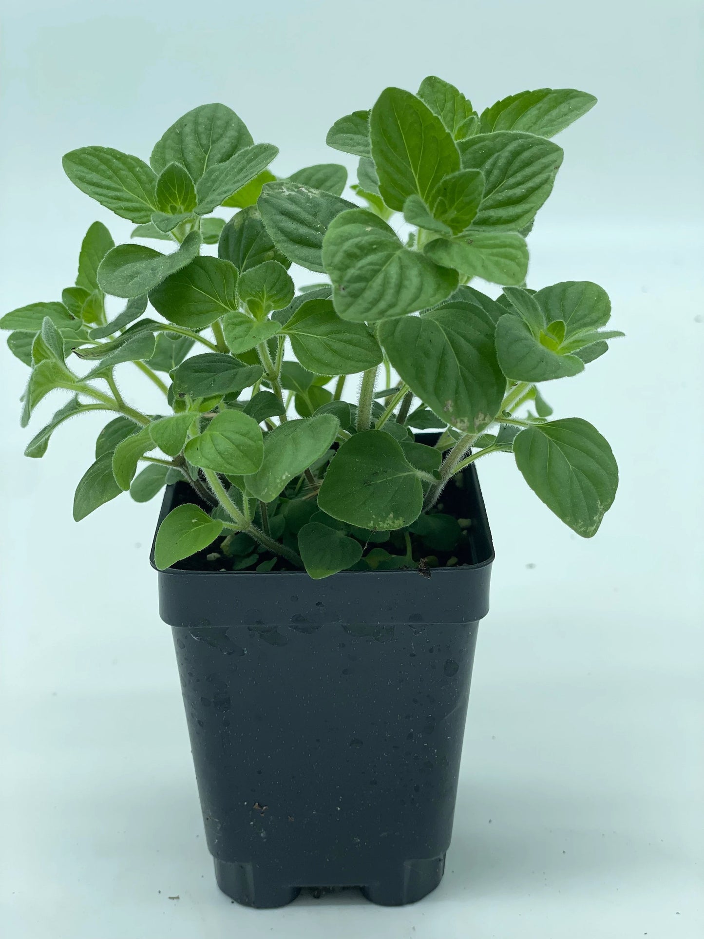 Nepitella - Clinopodium Nepeta , 3" Pot , Herbs , Useful Plants , Culinary , Tea No Shipping To California Or Arizona!