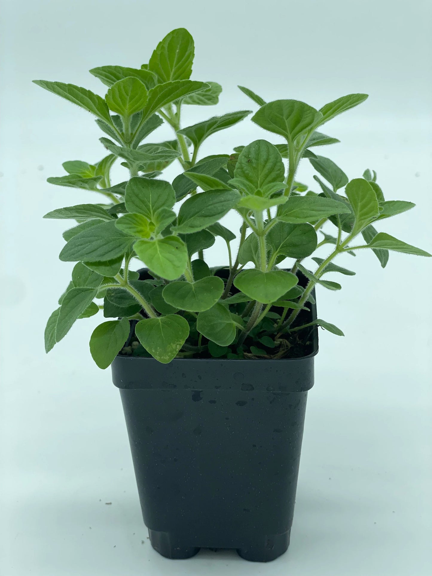 Nepitella - Clinopodium Nepeta , 3" Pot , Herbs , Useful Plants , Culinary , Tea No Shipping To California Or Arizona!