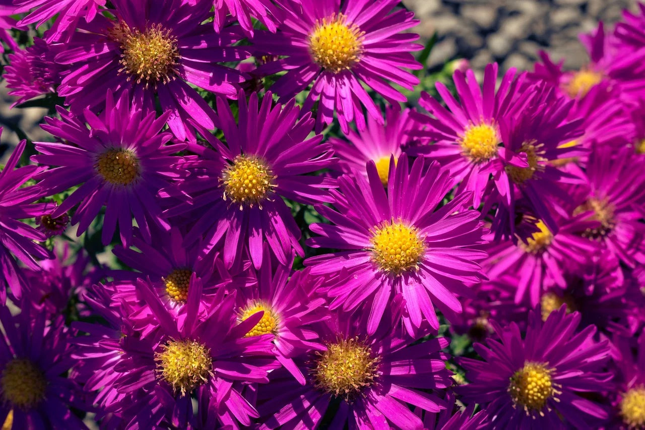 Aster, New England Live Starter Plant - Symphyotrichum Novae-angliae - 3" pot - Beautiful Blooms! No Shipping To California Or Arizona