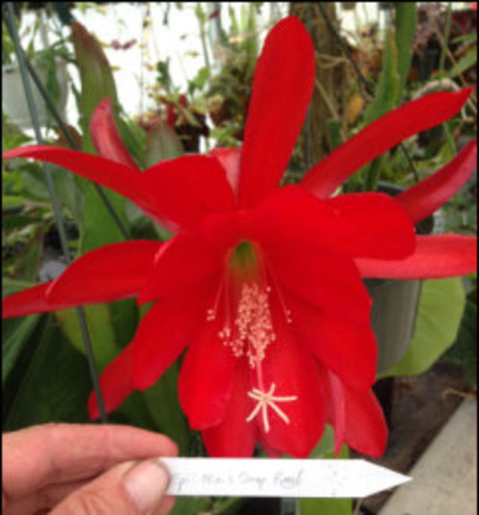 Epiphyllum Hybrid 'Ninis Deep Red' In 3" Starter Pot - Fully-Rooted!