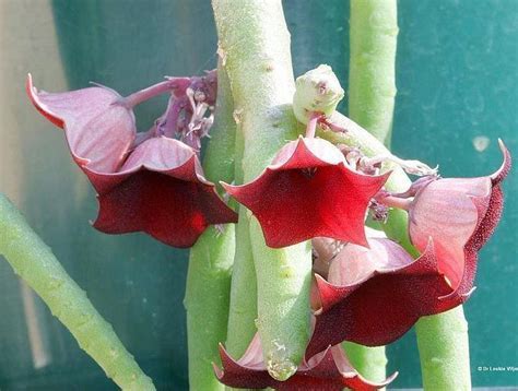 Huernia Pendula - 3.5" Pot - Bootlace Huernia - Fully Rooted - Blooming Size! No Shipping To California Or Arizona