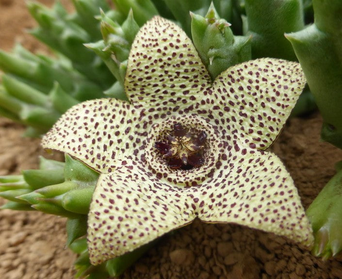 Orbea Pulchella 3.5 Inch Potted Plant WELL ROOTED
