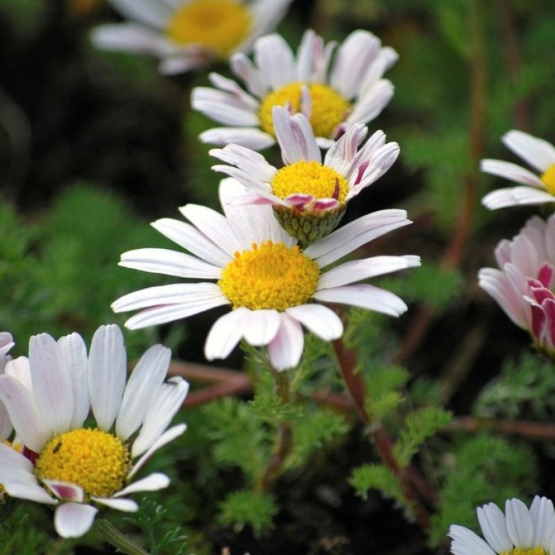 Pellitory - 3" Starter Pot - Anacyclus pyrethrum - Spanish Chamomile