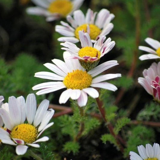Pellitory - 3" Starter Pot - Anacyclus pyrethrum - Spanish Chamomile