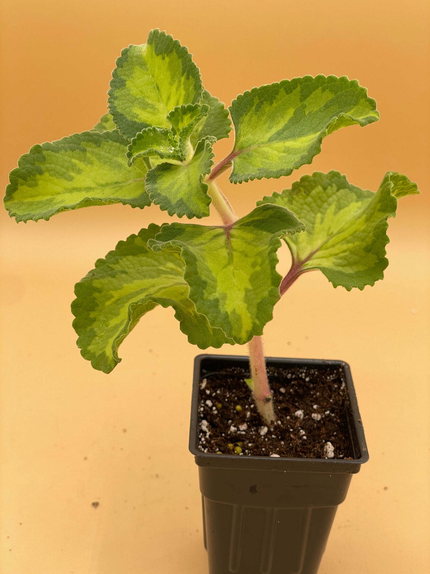Oregano, Cuban, Variegated Live 3" Starter Plant Type 2- Plectranthus Amboinicus
