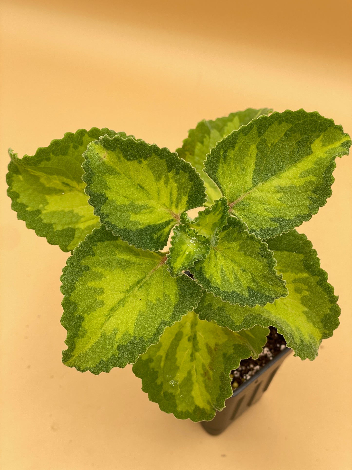 Oregano, Cuban, Variegated Live 3" Starter Plant Type 2- Plectranthus Amboinicus
