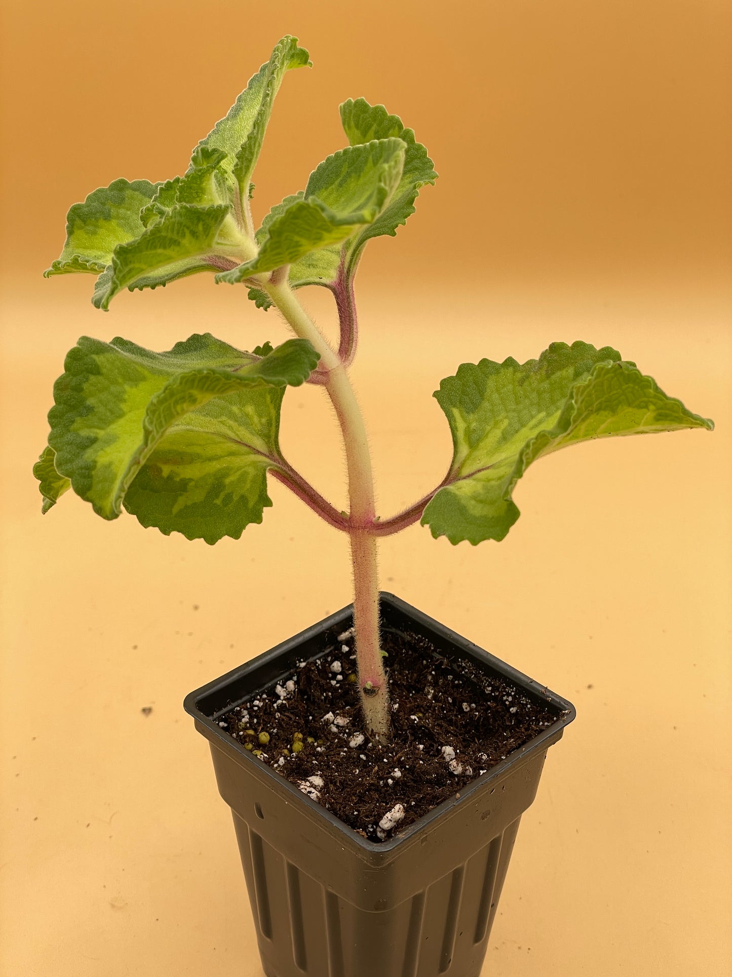 Oregano, Cuban, Variegated Live 3" Starter Plant Type 2- Plectranthus Amboinicus