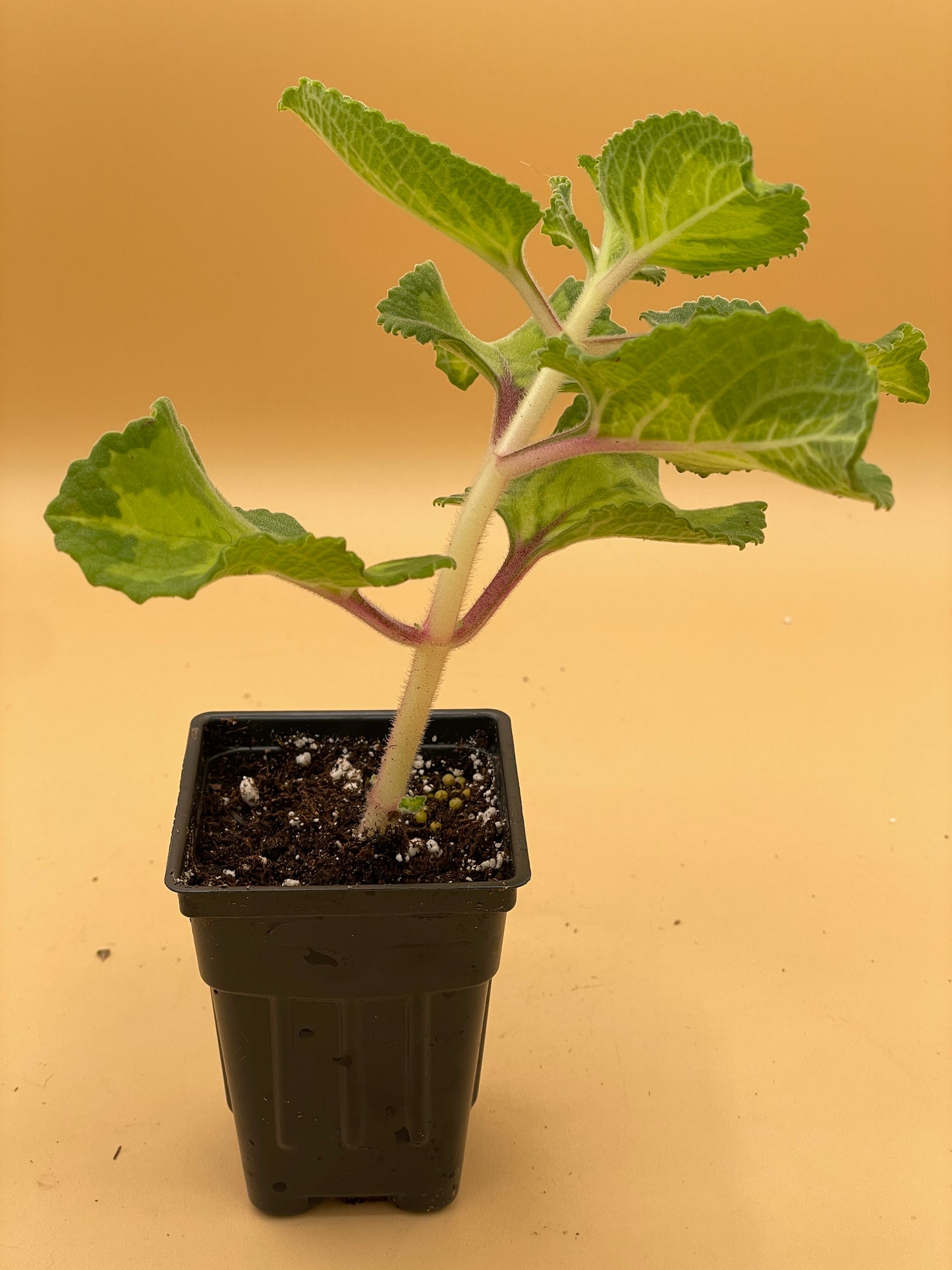 Oregano, Cuban, Variegated Live 3" Starter Plant Type 2- Plectranthus Amboinicus