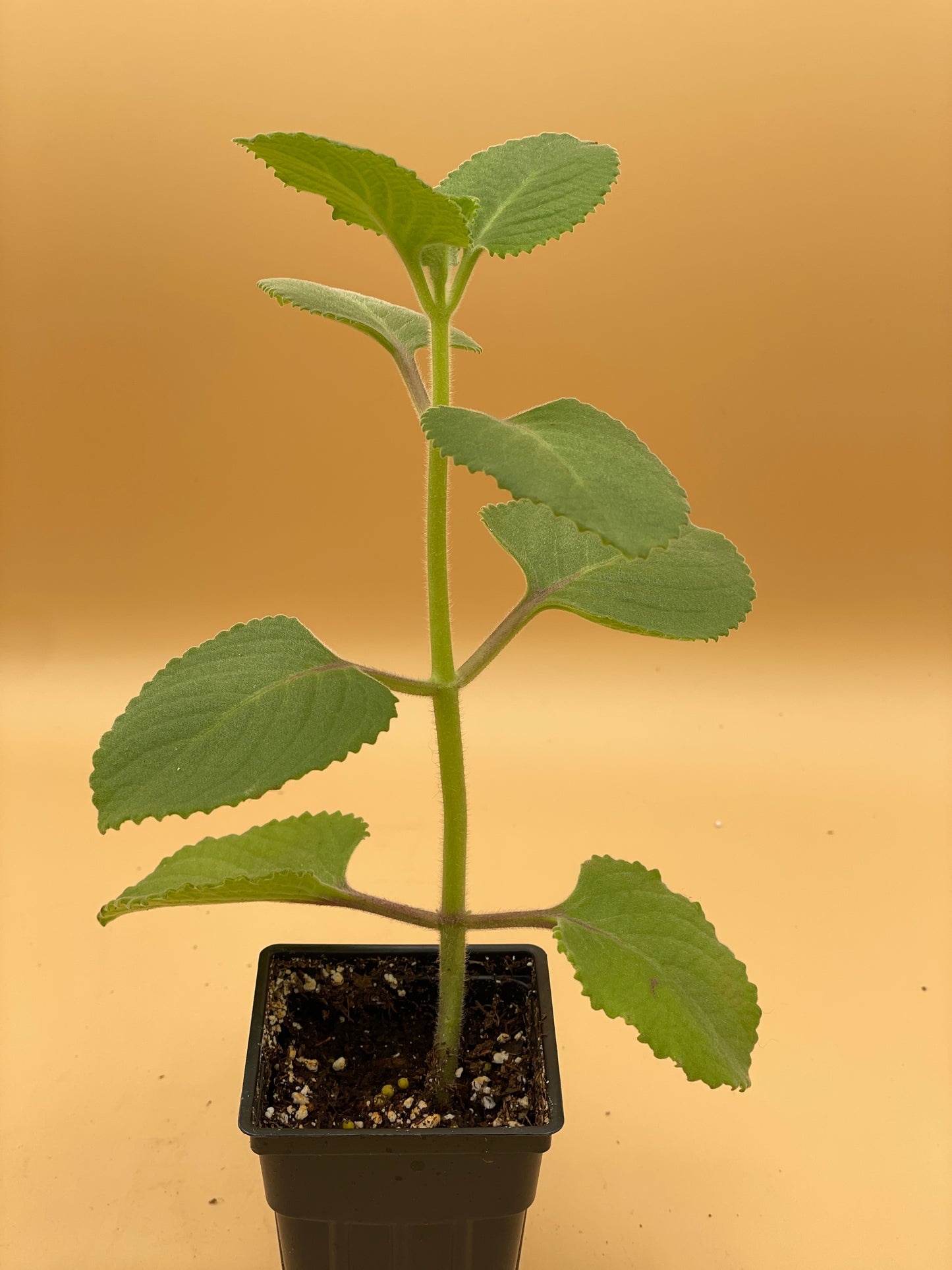 Oregano, Cuban Live Starter Plant - Plectranthus Amboinicus In 3" Pot