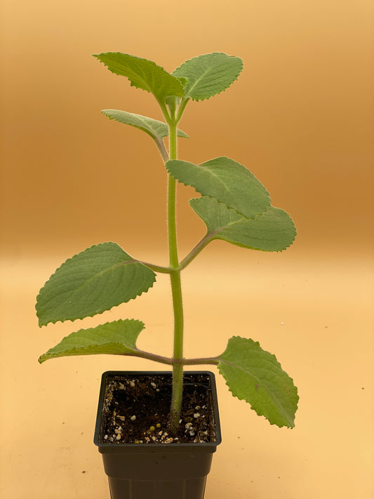 Oregano, Cuban Live Starter Plant - Plectranthus Amboinicus In 3" Pot