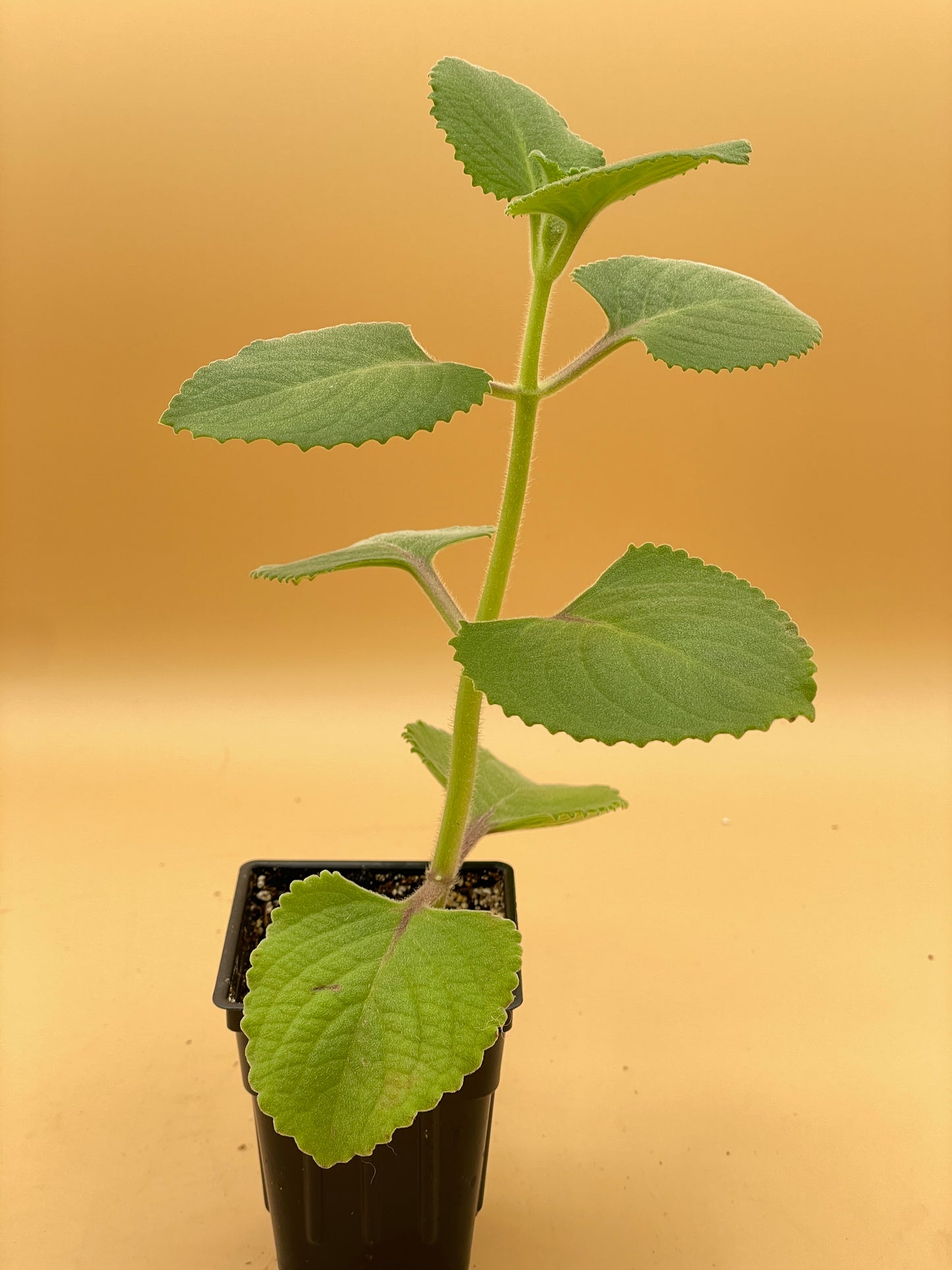 Oregano, Cuban Live Starter Plant - Plectranthus Amboinicus In 3" Pot