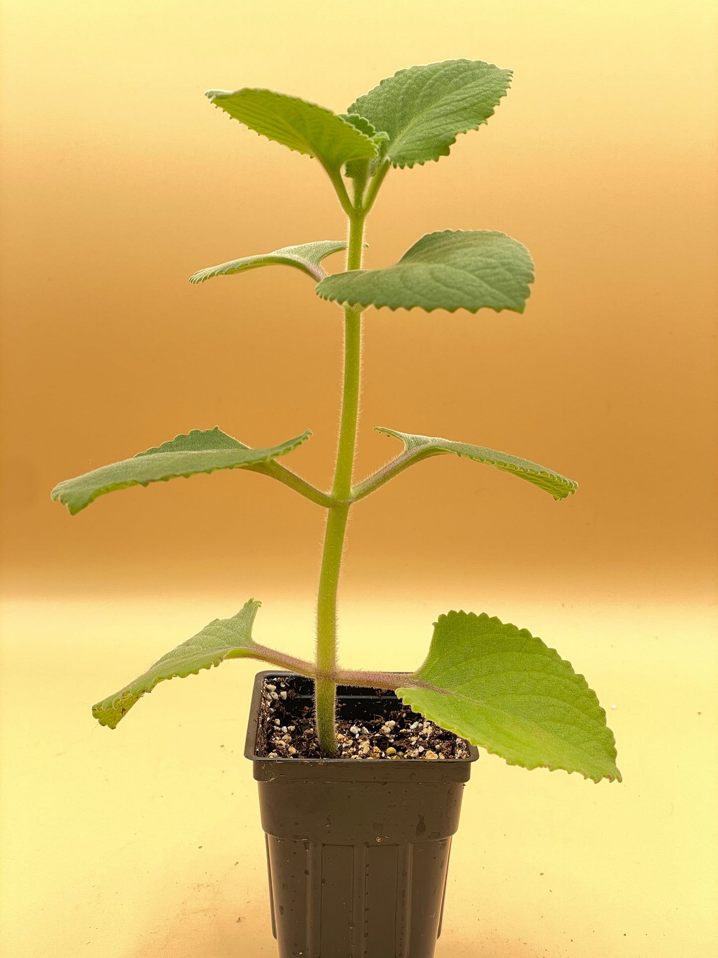 Oregano, Cuban Live Starter Plant - Plectranthus Amboinicus In 3" Pot