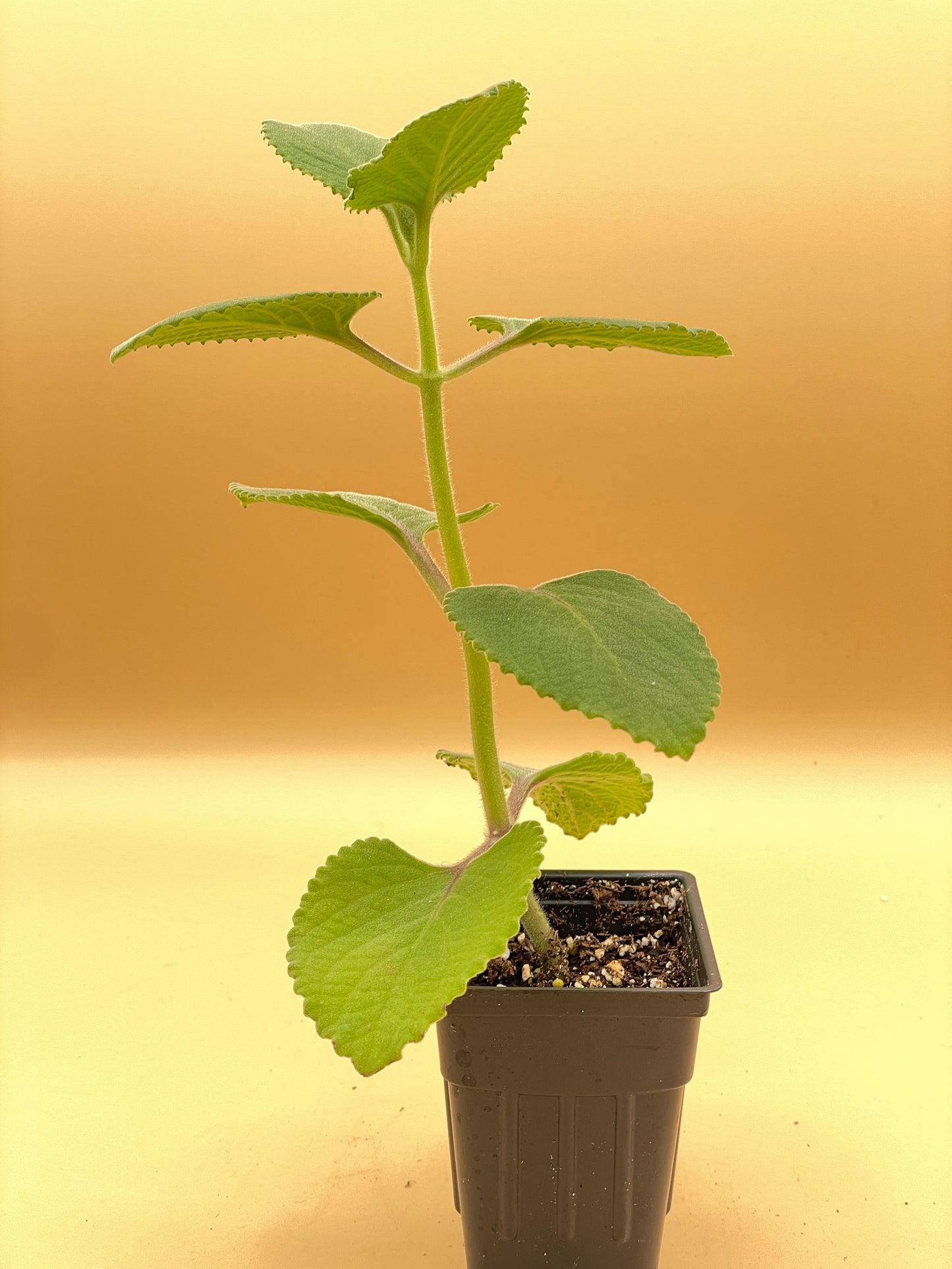 Oregano, Cuban Live Starter Plant - Plectranthus Amboinicus In 3" Pot
