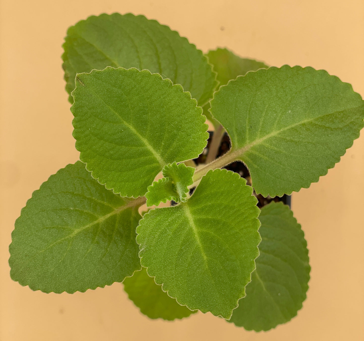 Oregano, Cuban Live Starter Plant - Plectranthus Amboinicus In 3" Pot