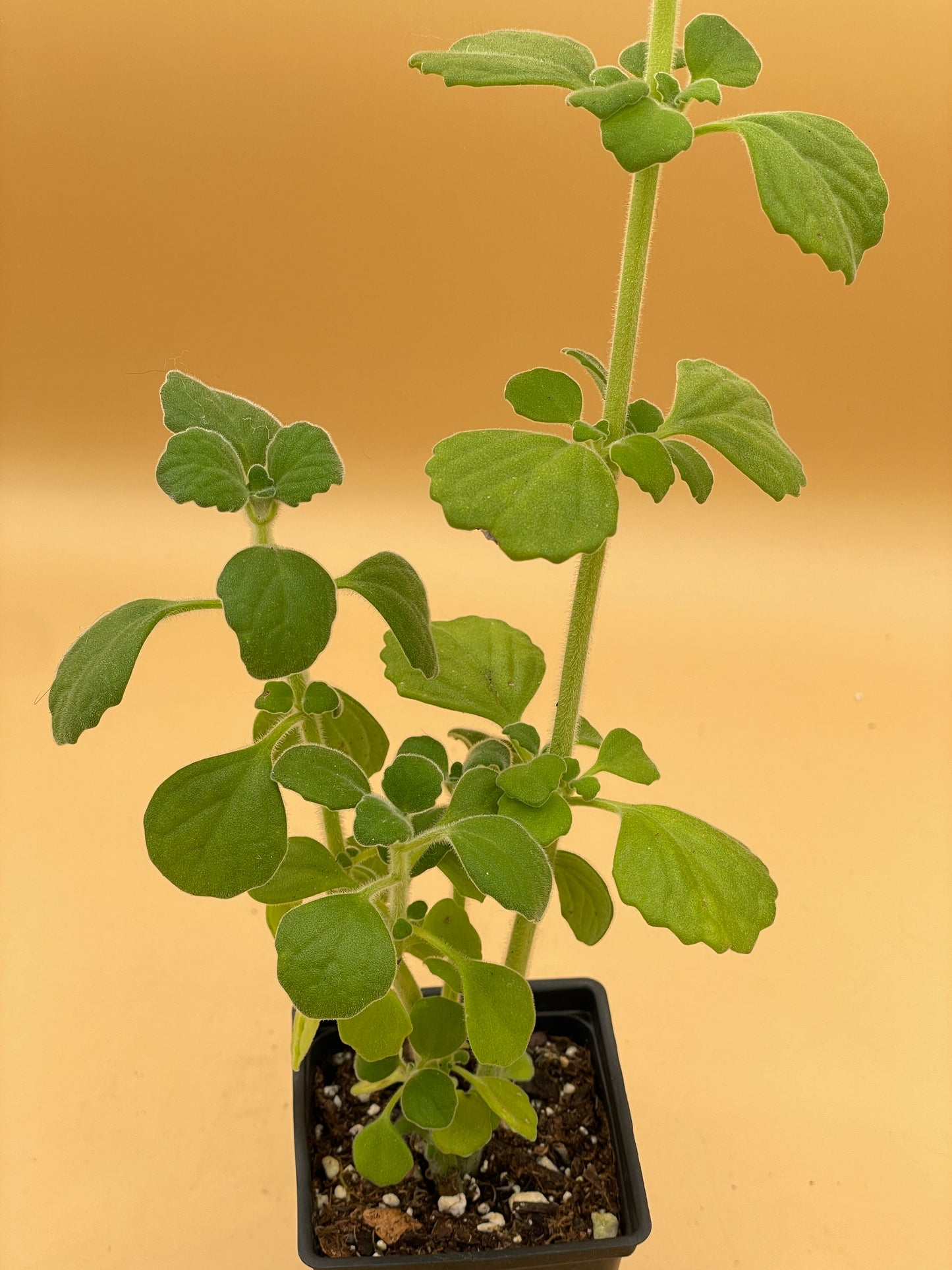 Vicks Plant Starter Plant - Plectranthus Hadiensis var. Tomentosa - No Shipping To California Or Arizona!