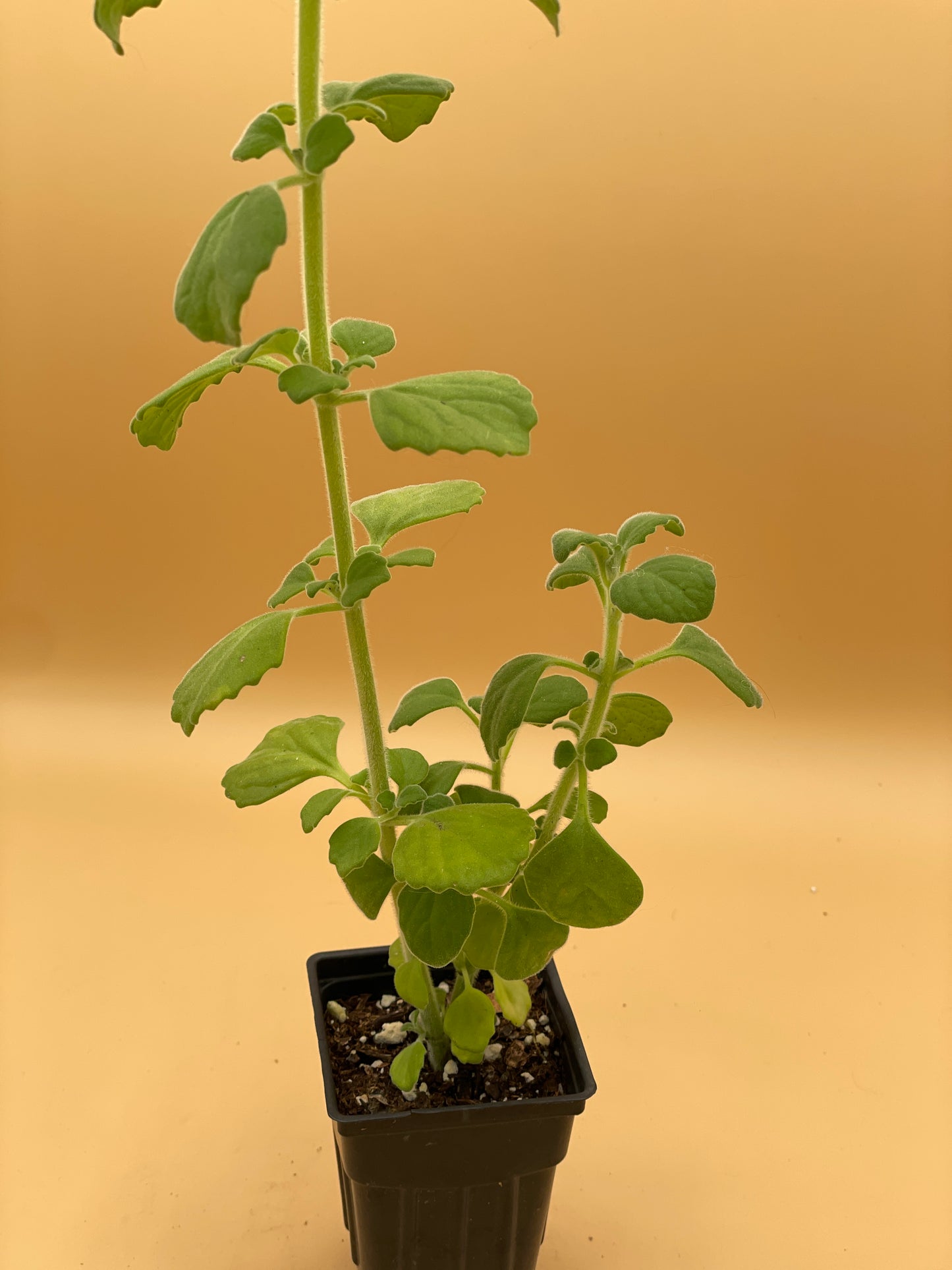 Vicks Plant Starter Plant - Plectranthus Hadiensis var. Tomentosa - No Shipping To California Or Arizona!