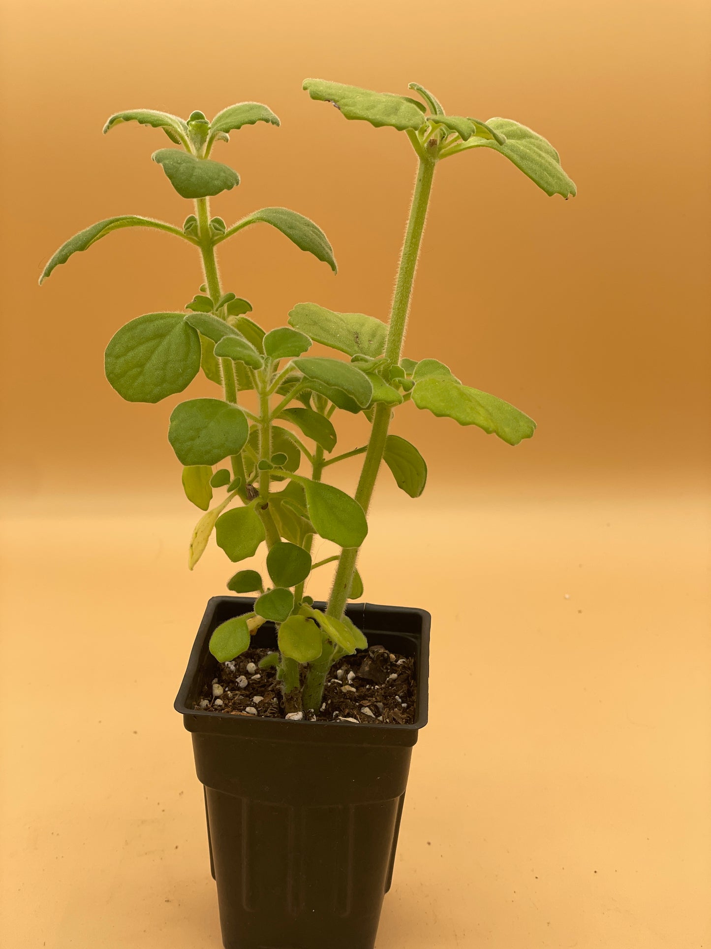 Vicks Plant Starter Plant - Plectranthus Hadiensis var. Tomentosa - No Shipping To California Or Arizona!