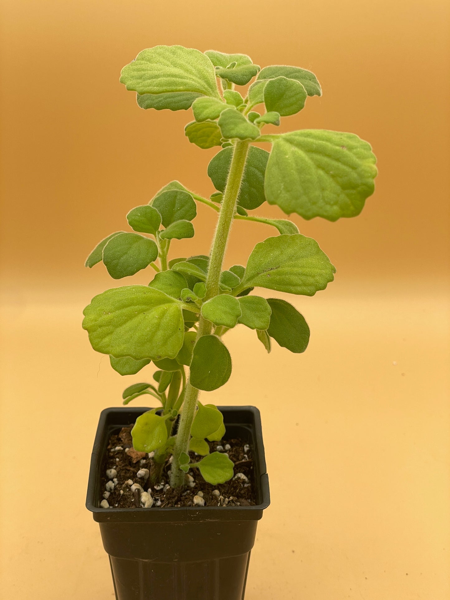 Vicks Plant Starter Plant - Plectranthus Hadiensis var. Tomentosa - No Shipping To California Or Arizona!