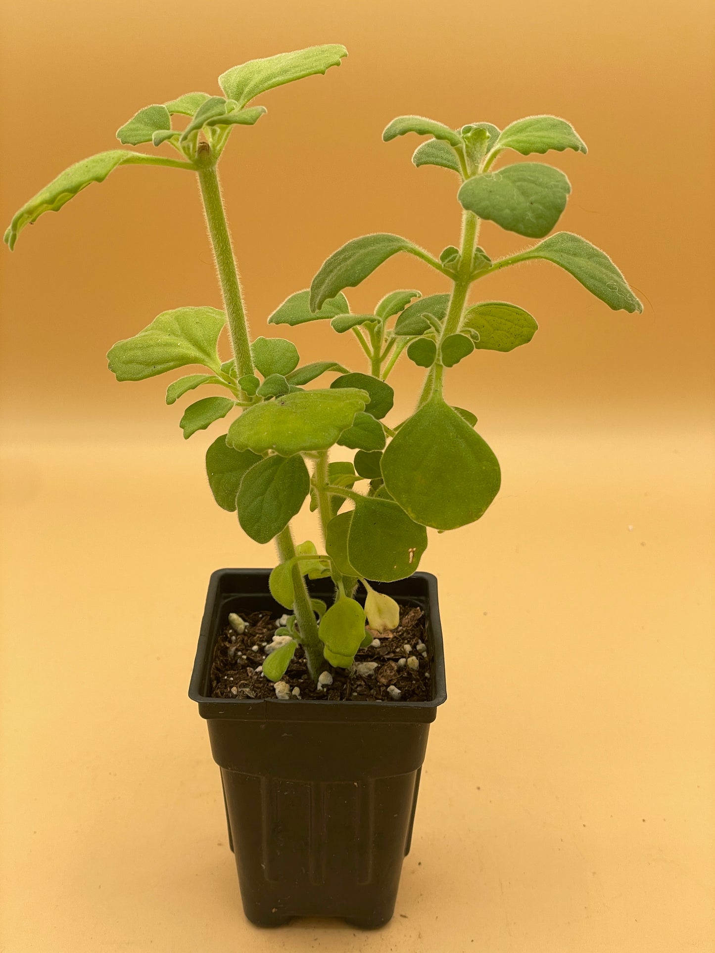 Vicks Plant Starter Plant - Plectranthus Hadiensis var. Tomentosa - No Shipping To California Or Arizona!