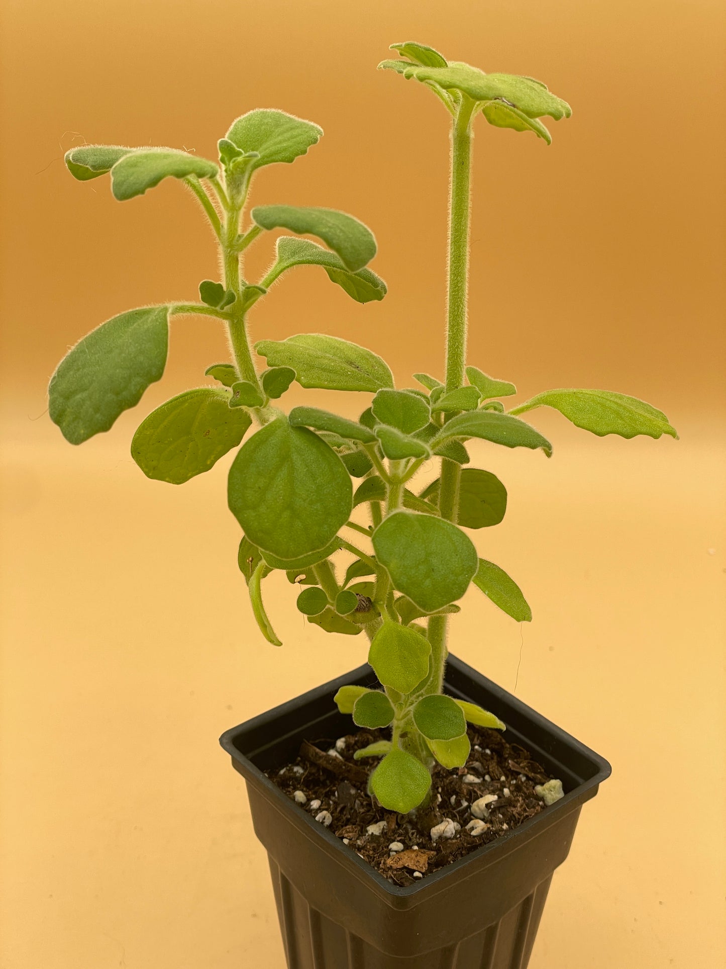 Vicks Plant Starter Plant - Plectranthus Hadiensis var. Tomentosa - No Shipping To California Or Arizona!