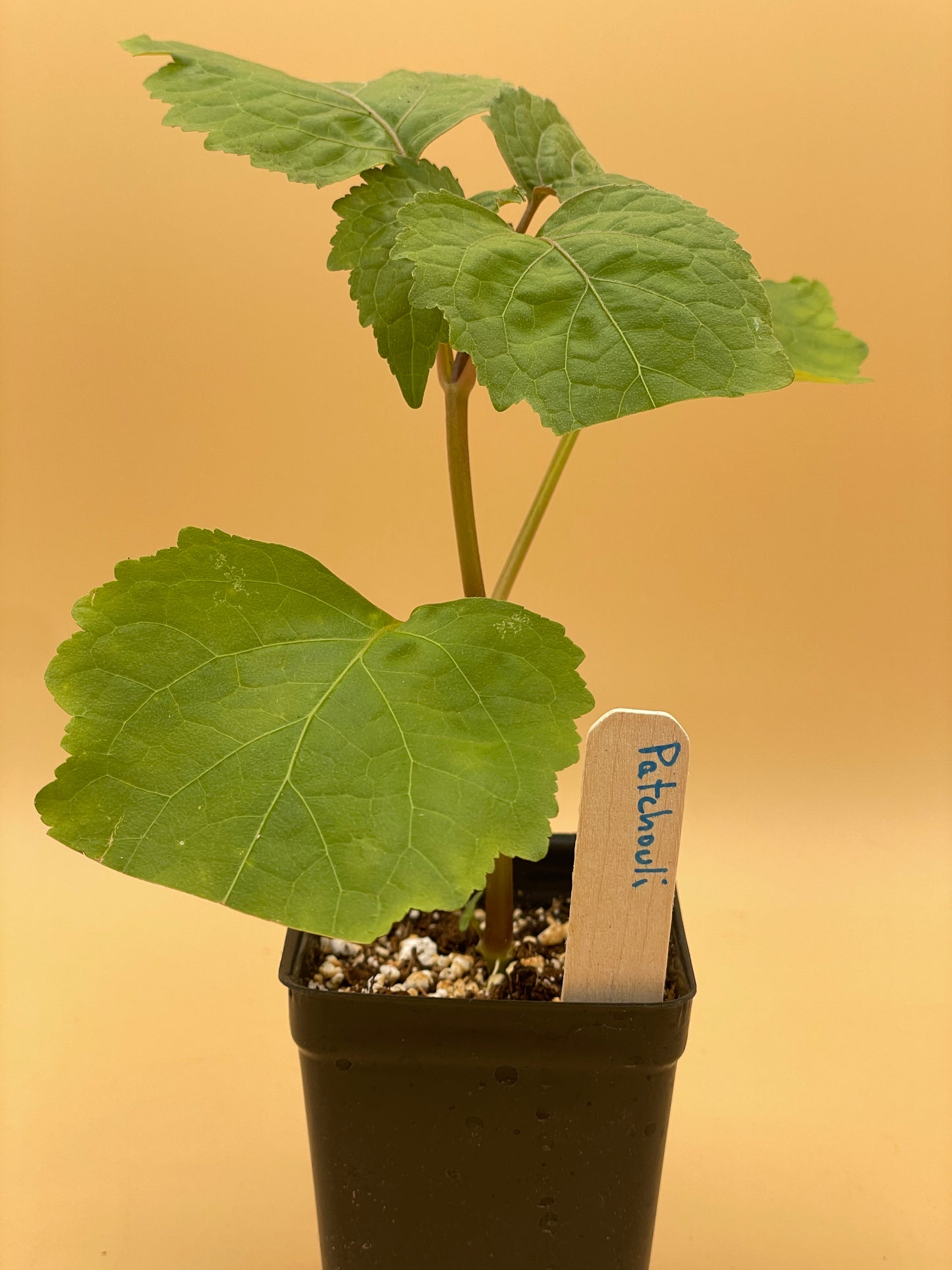 Patchouli Starter Plant - Pogostemon Cablin - Read Description! Bring Out Your Inner Hippie! No Shipping To California Or Arizona!