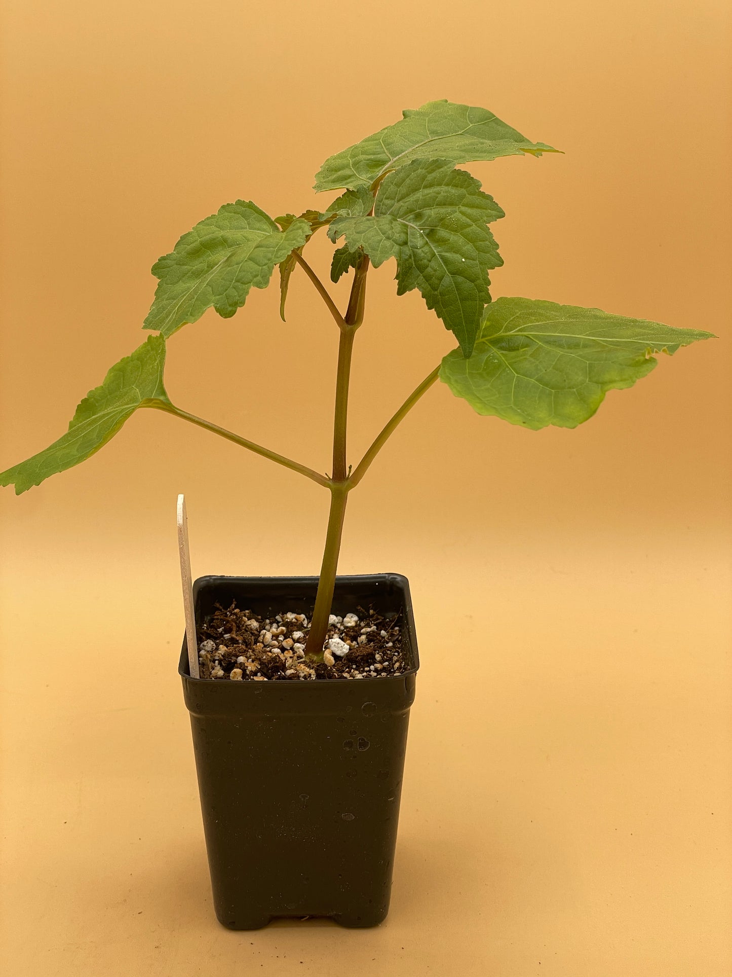 Patchouli Starter Plant - Pogostemon Cablin - Read Description! Bring Out Your Inner Hippie! No Shipping To California Or Arizona!