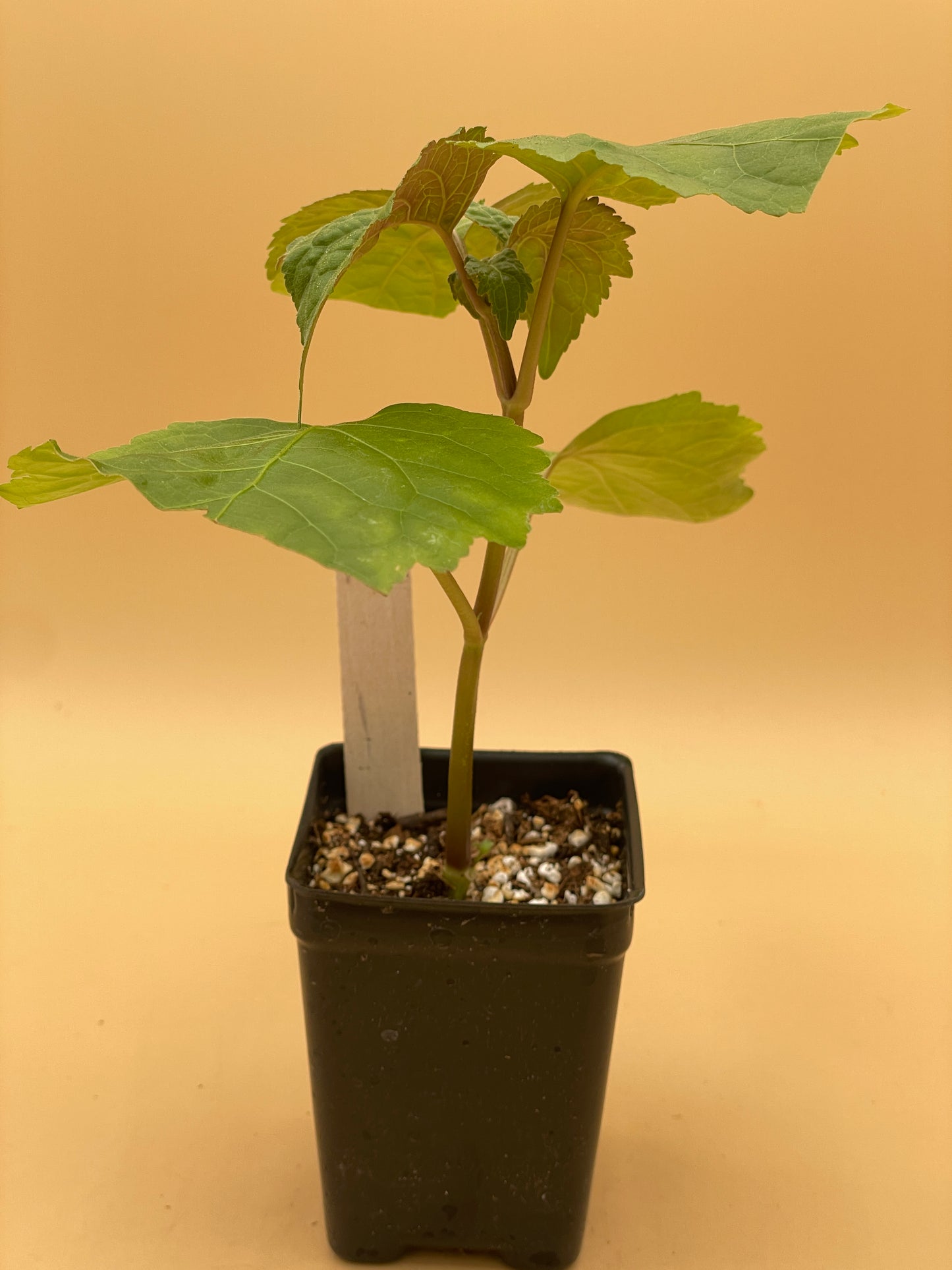 Patchouli Starter Plant - Pogostemon Cablin - Read Description! Bring Out Your Inner Hippie! No Shipping To California Or Arizona!