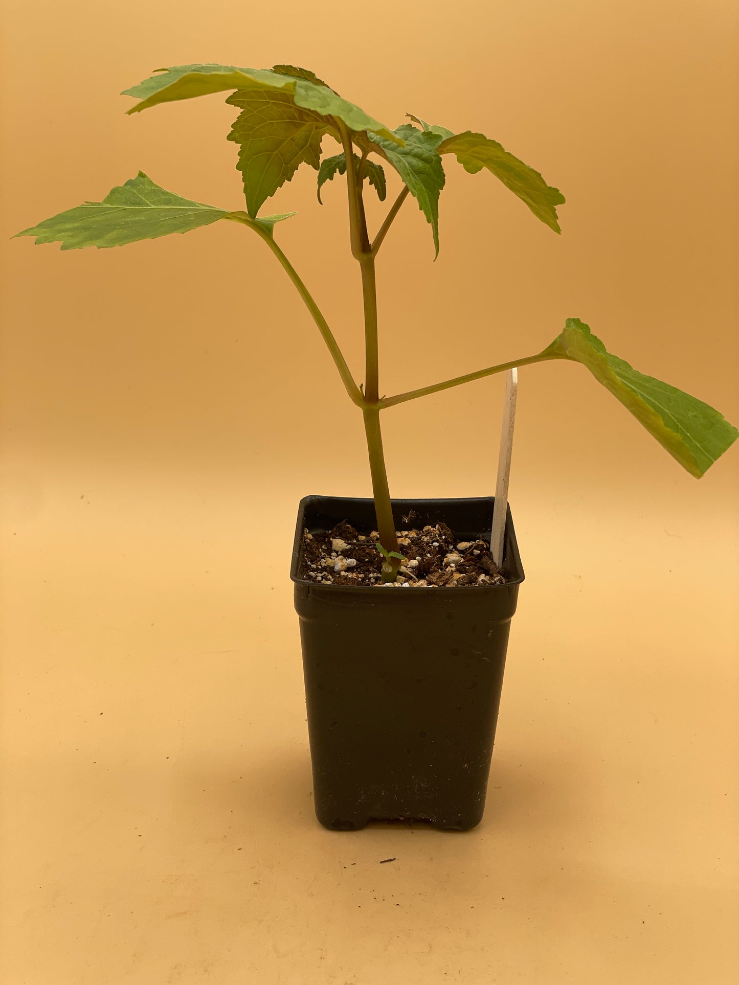 Patchouli Starter Plant - Pogostemon Cablin - Read Description! Bring Out Your Inner Hippie! No Shipping To California Or Arizona!