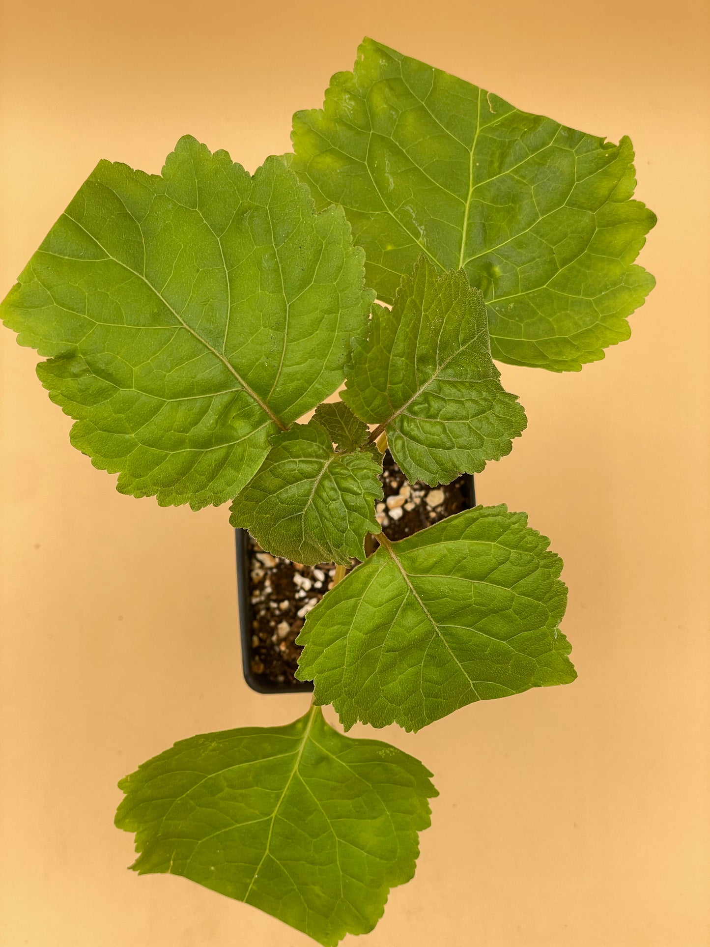 Patchouli Starter Plant - Pogostemon Cablin - Read Description! Bring Out Your Inner Hippie! No Shipping To California Or Arizona!