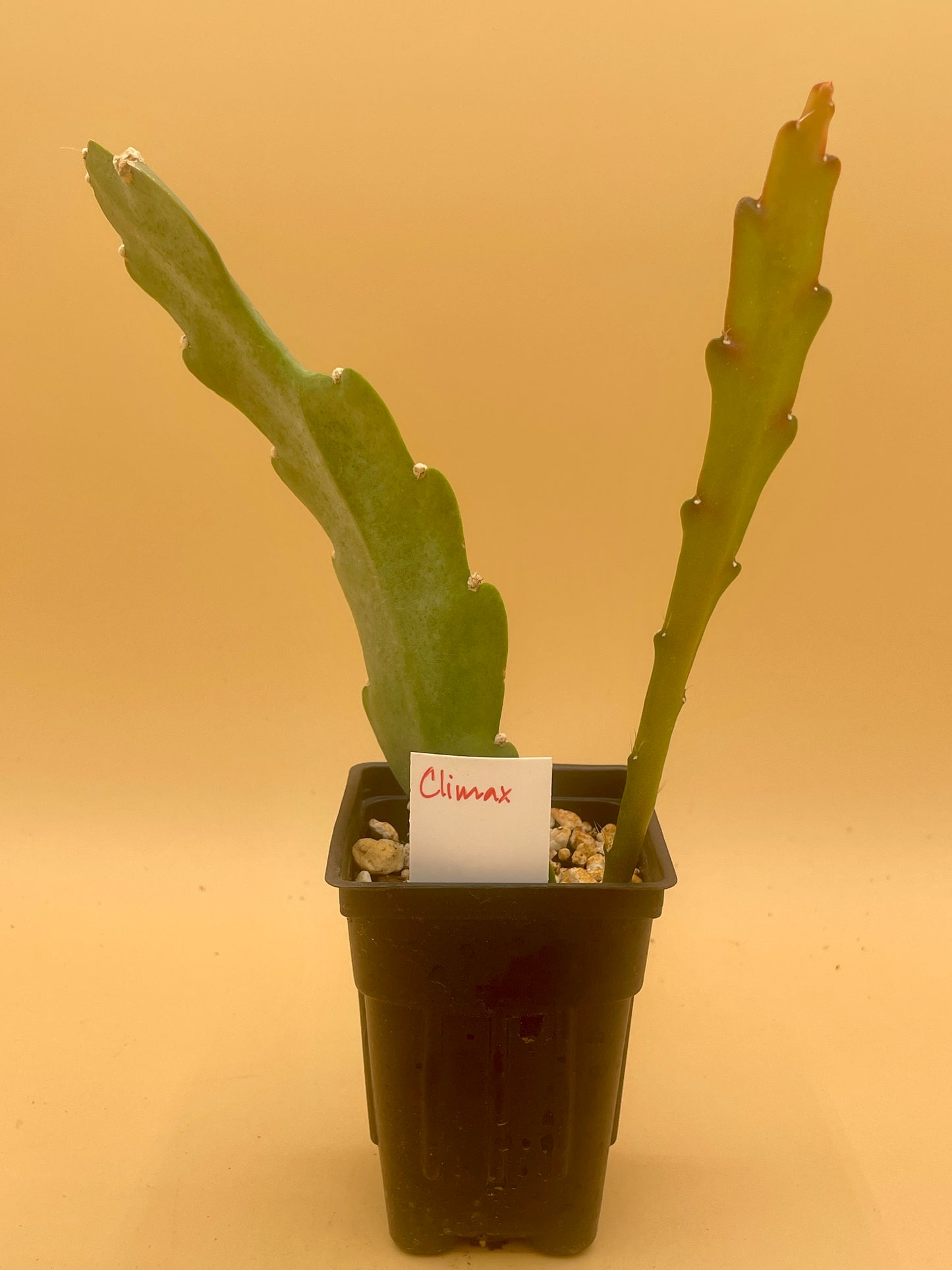 Epiphyllum 'Climax' Fully-Rooted Starter Pot