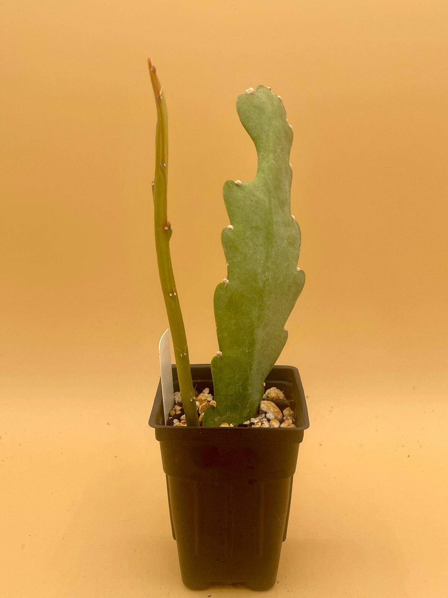 Epiphyllum 'Climax' Fully-Rooted Starter Pot
