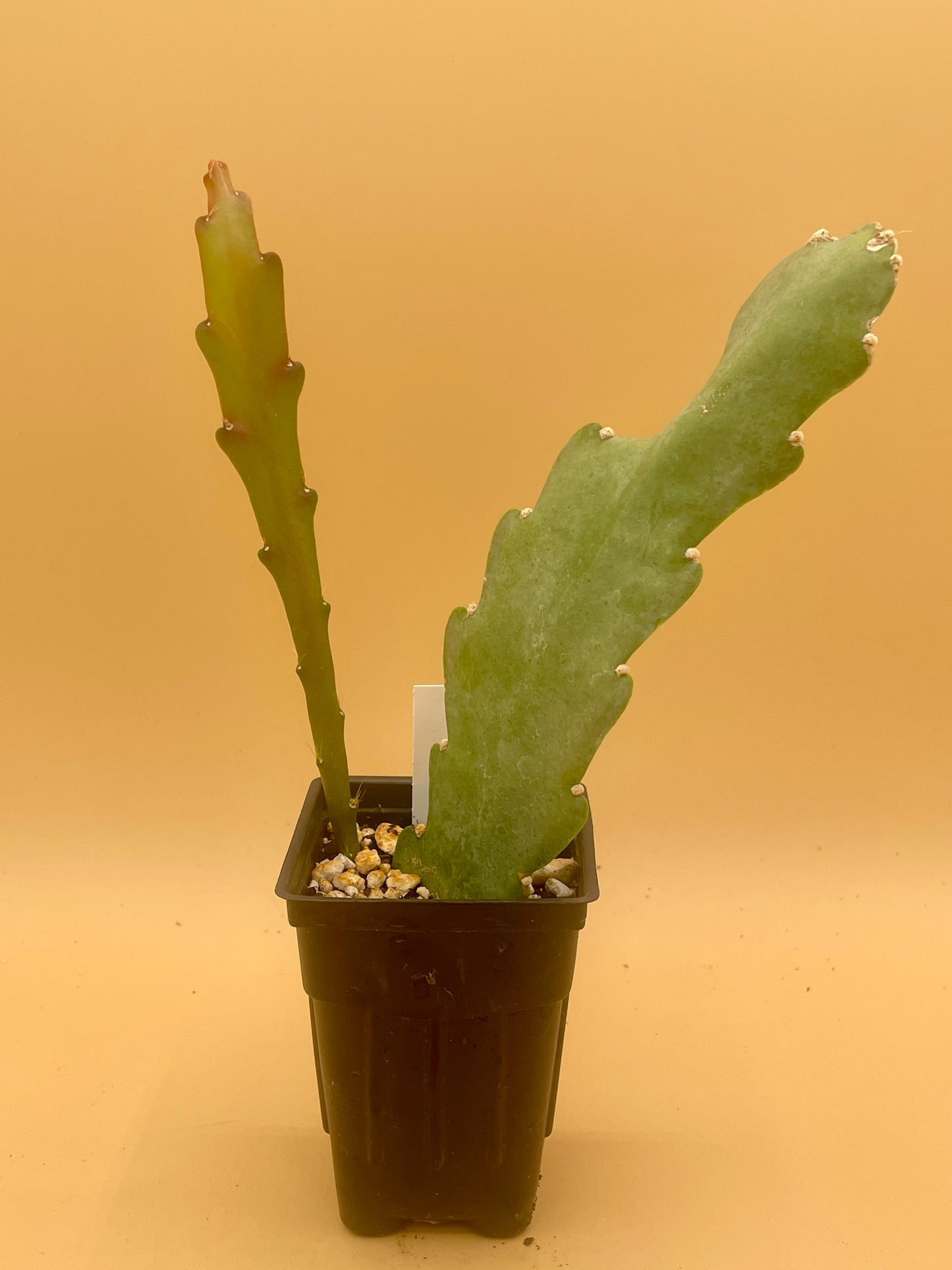 Epiphyllum 'Climax' Fully-Rooted Starter Pot