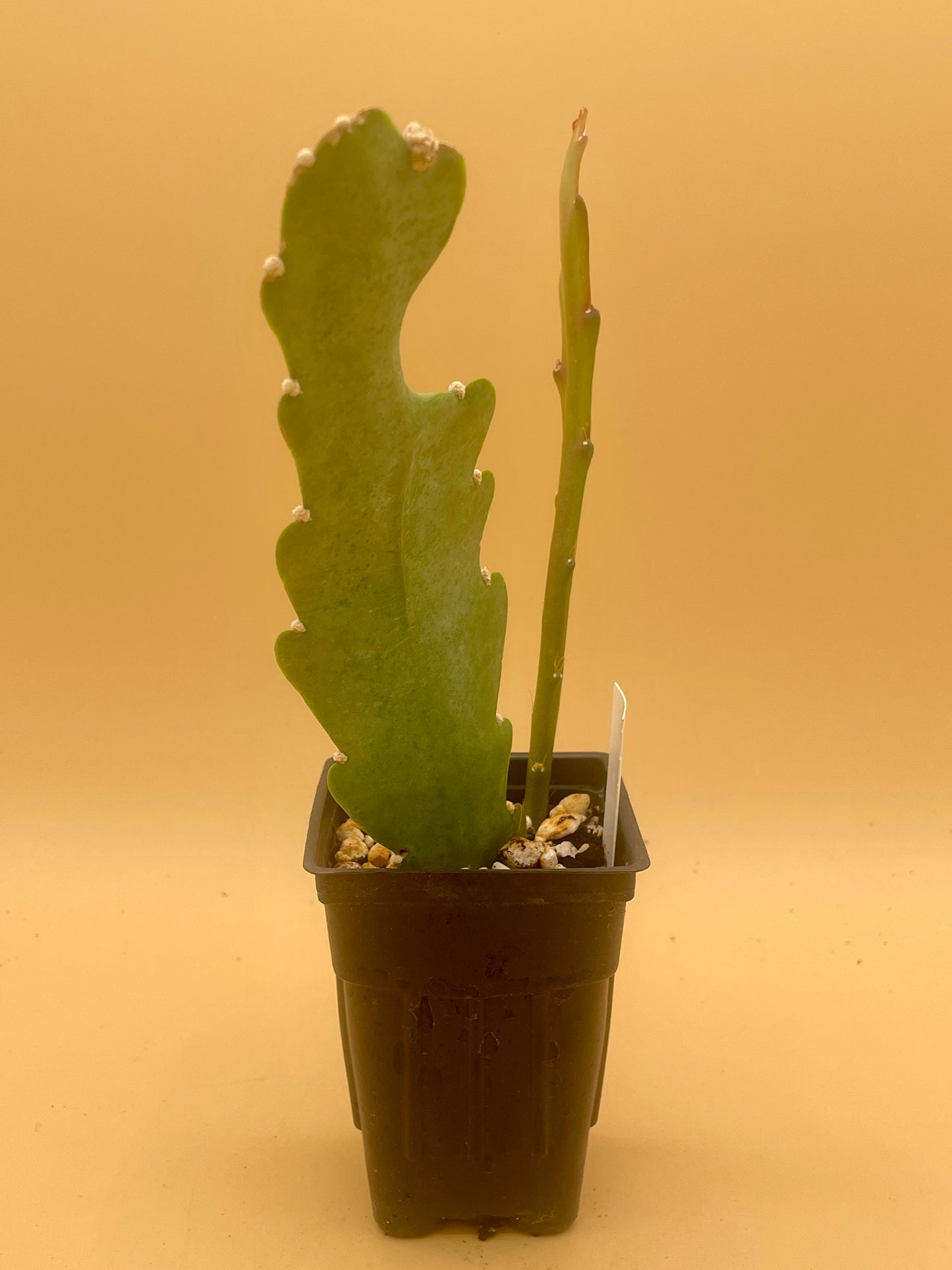 Epiphyllum 'Climax' Fully-Rooted Starter Pot