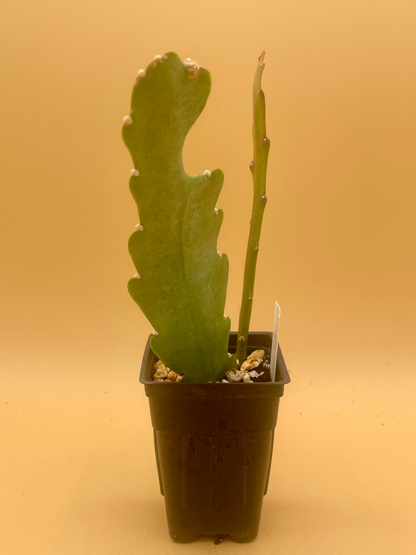Epiphyllum 'Climax' Fully-Rooted Starter Pot
