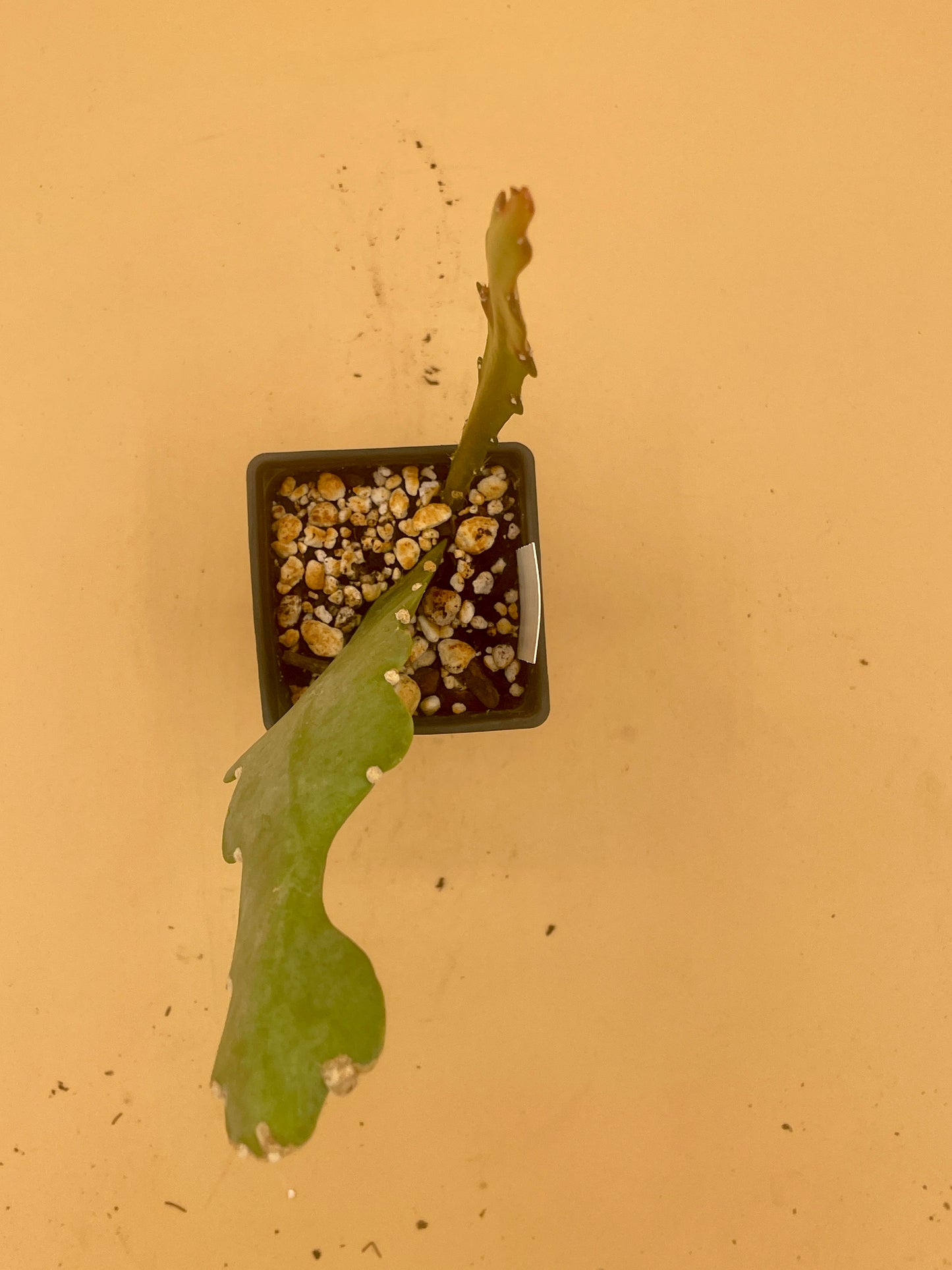 Epiphyllum 'Climax' Fully-Rooted Starter Pot