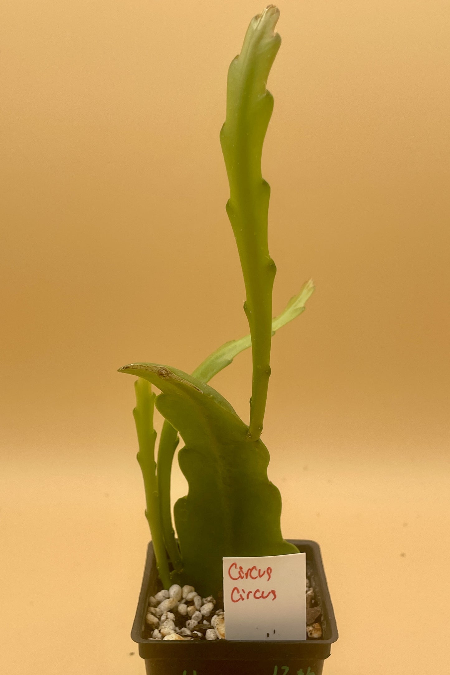 Epiphyllum Hybrid 'Circus Circus' - Rooted 3" Starter Pot - Orchid Cactus