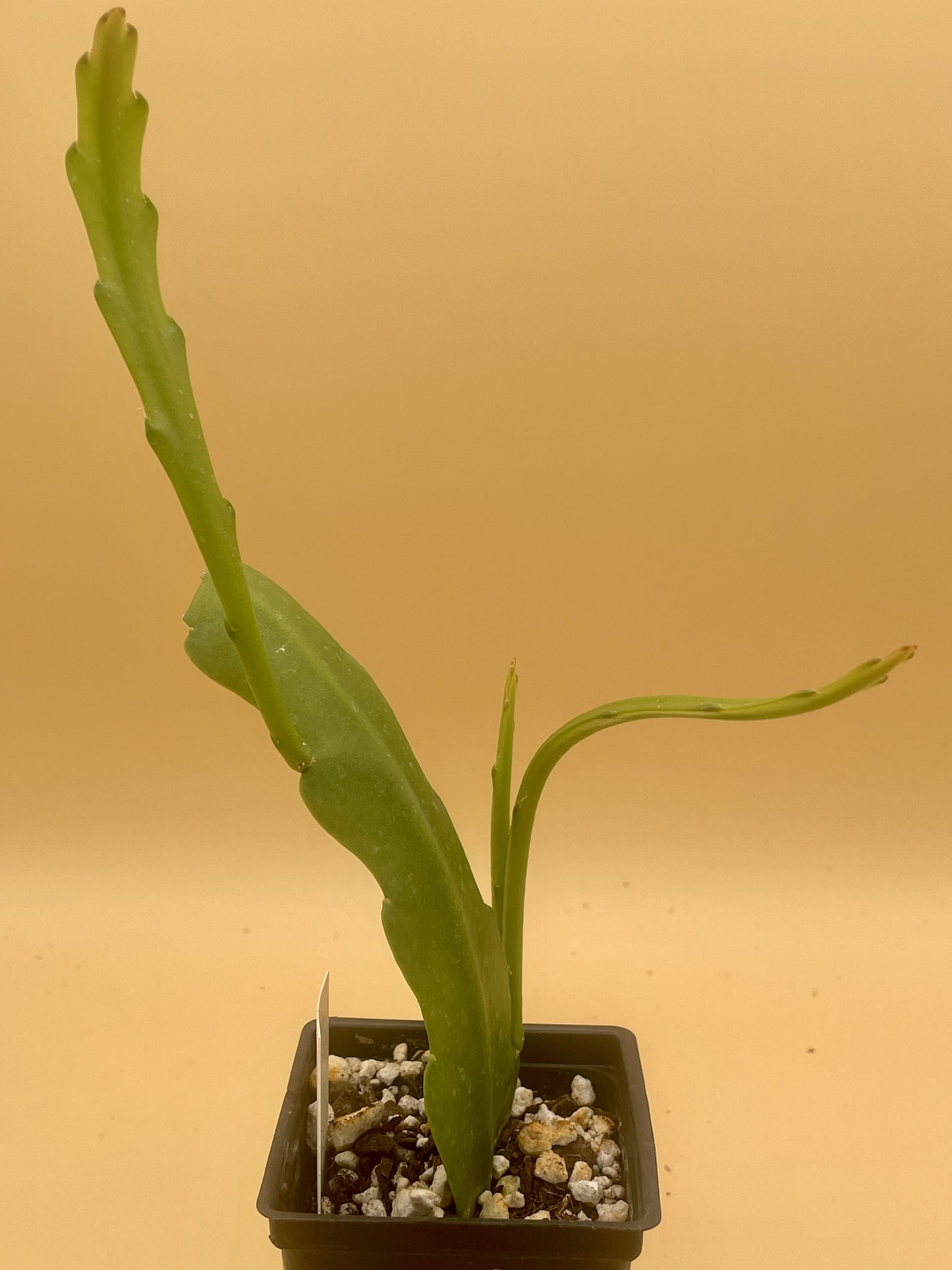 Epiphyllum Hybrid 'Circus Circus' - Rooted 3" Starter Pot - Orchid Cactus