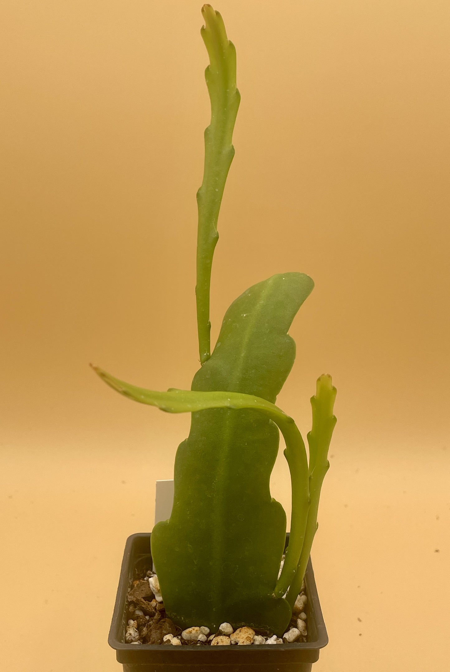Epiphyllum Hybrid 'Circus Circus' - Rooted 3" Starter Pot - Orchid Cactus