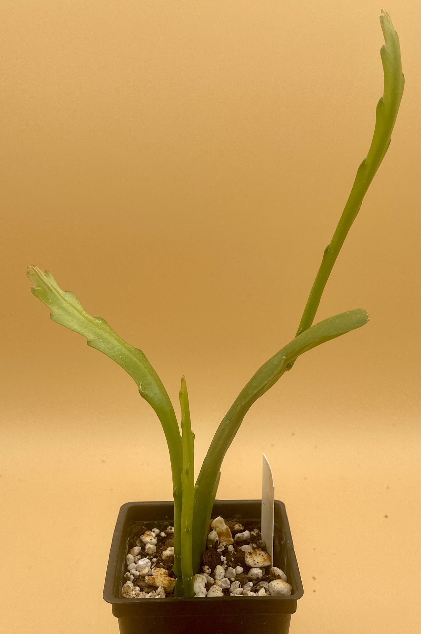 Epiphyllum Hybrid 'Circus Circus' - Rooted 3" Starter Pot - Orchid Cactus