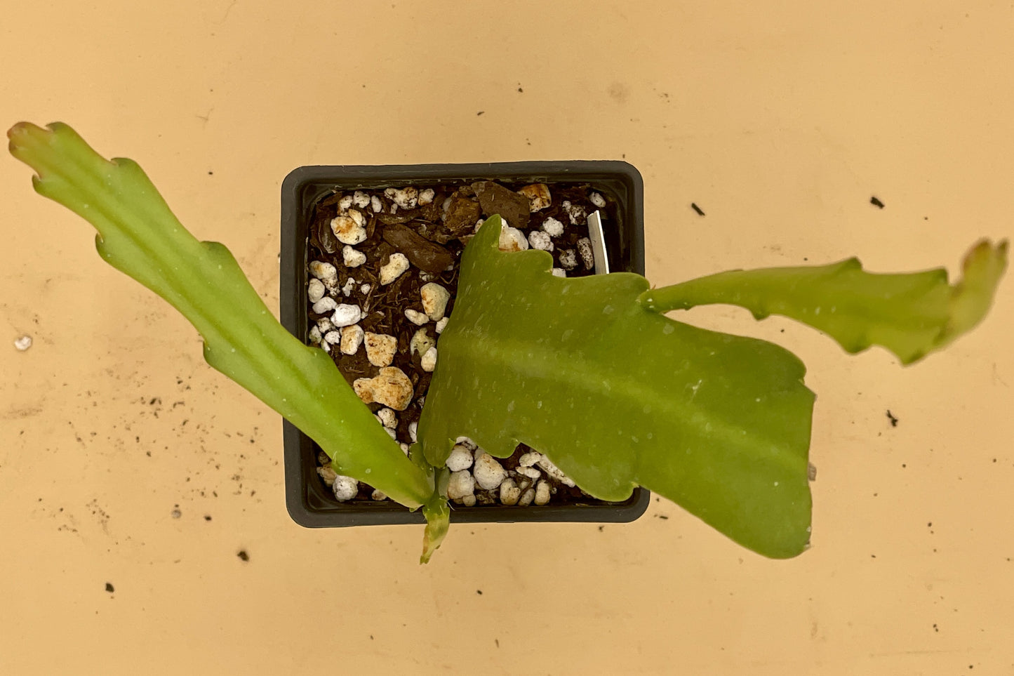 Epiphyllum Hybrid 'Circus Circus' - Rooted 3" Starter Pot - Orchid Cactus