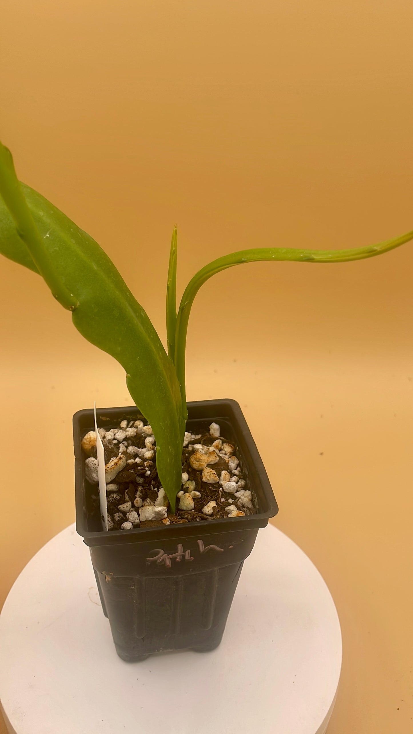 Epiphyllum Hybrid 'Circus Circus' - Rooted 3" Starter Pot - Orchid Cactus