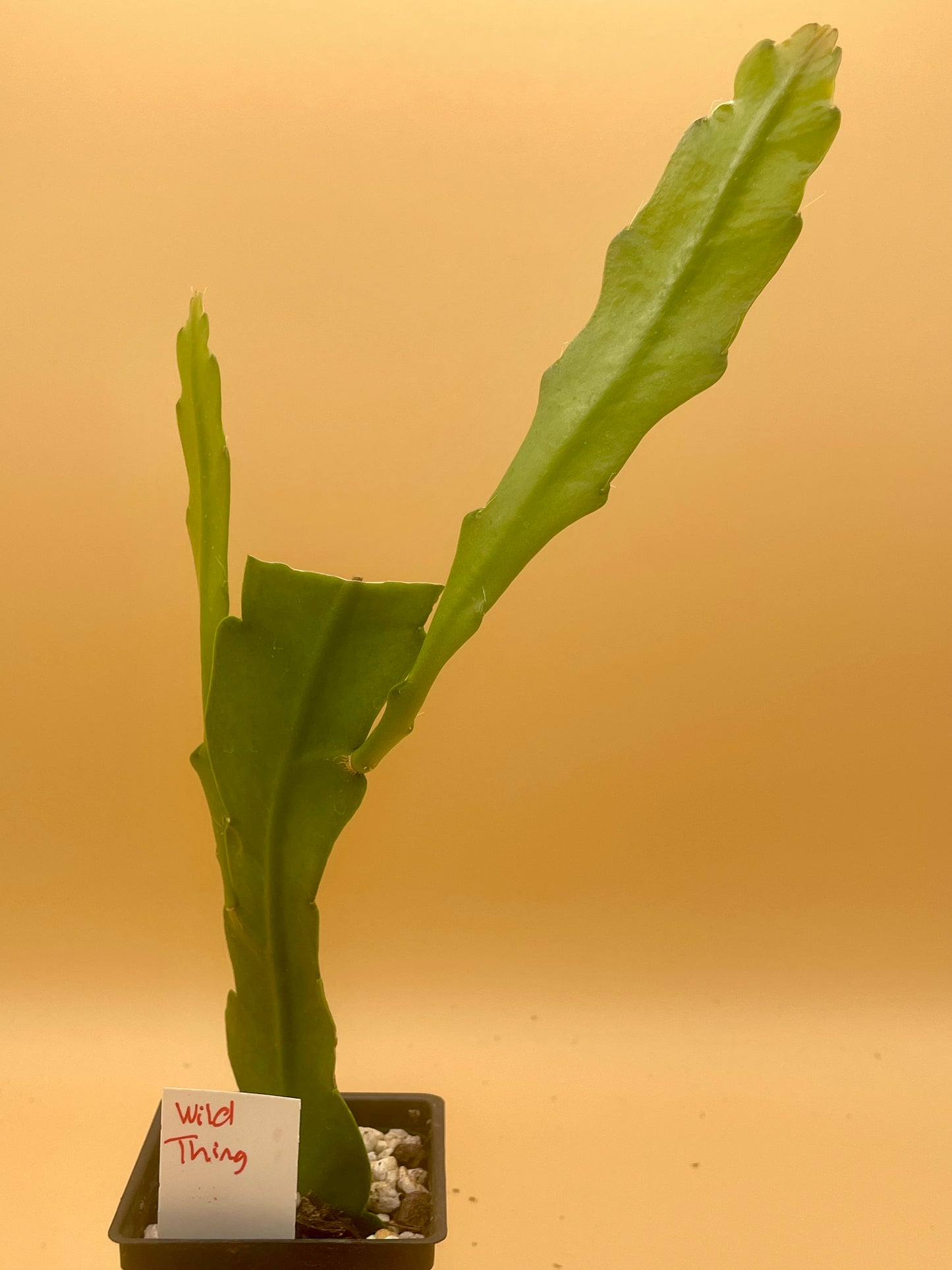 Epiphyllum Hybrid 'Wild Thing' In 3" Starter Pot - Fully - Rooted