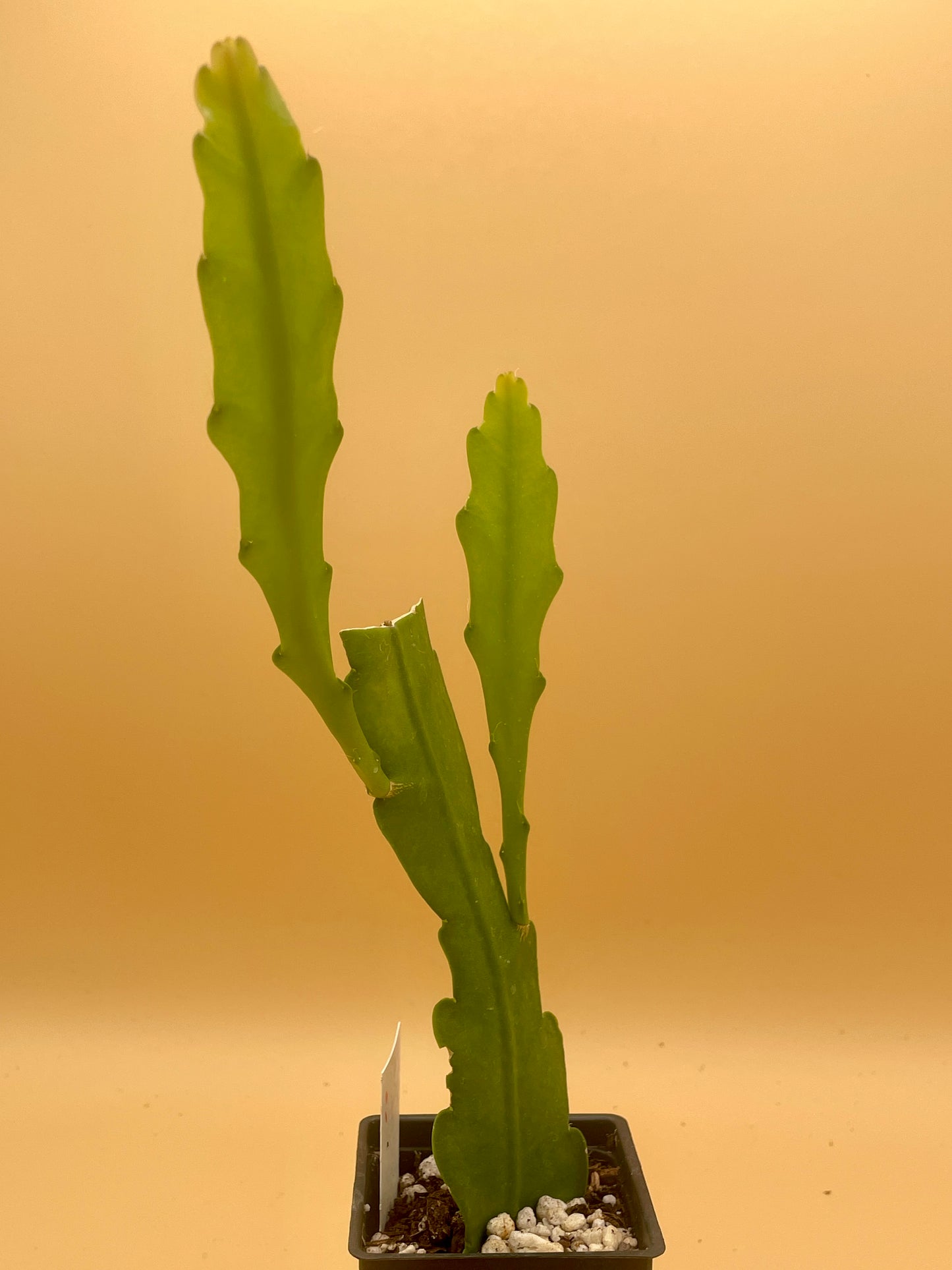 Epiphyllum Hybrid 'Wild Thing' In 3" Starter Pot - Fully - Rooted