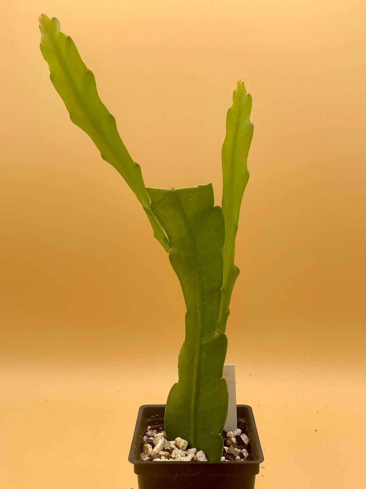 Epiphyllum Hybrid 'Wild Thing' In 3" Starter Pot - Fully - Rooted