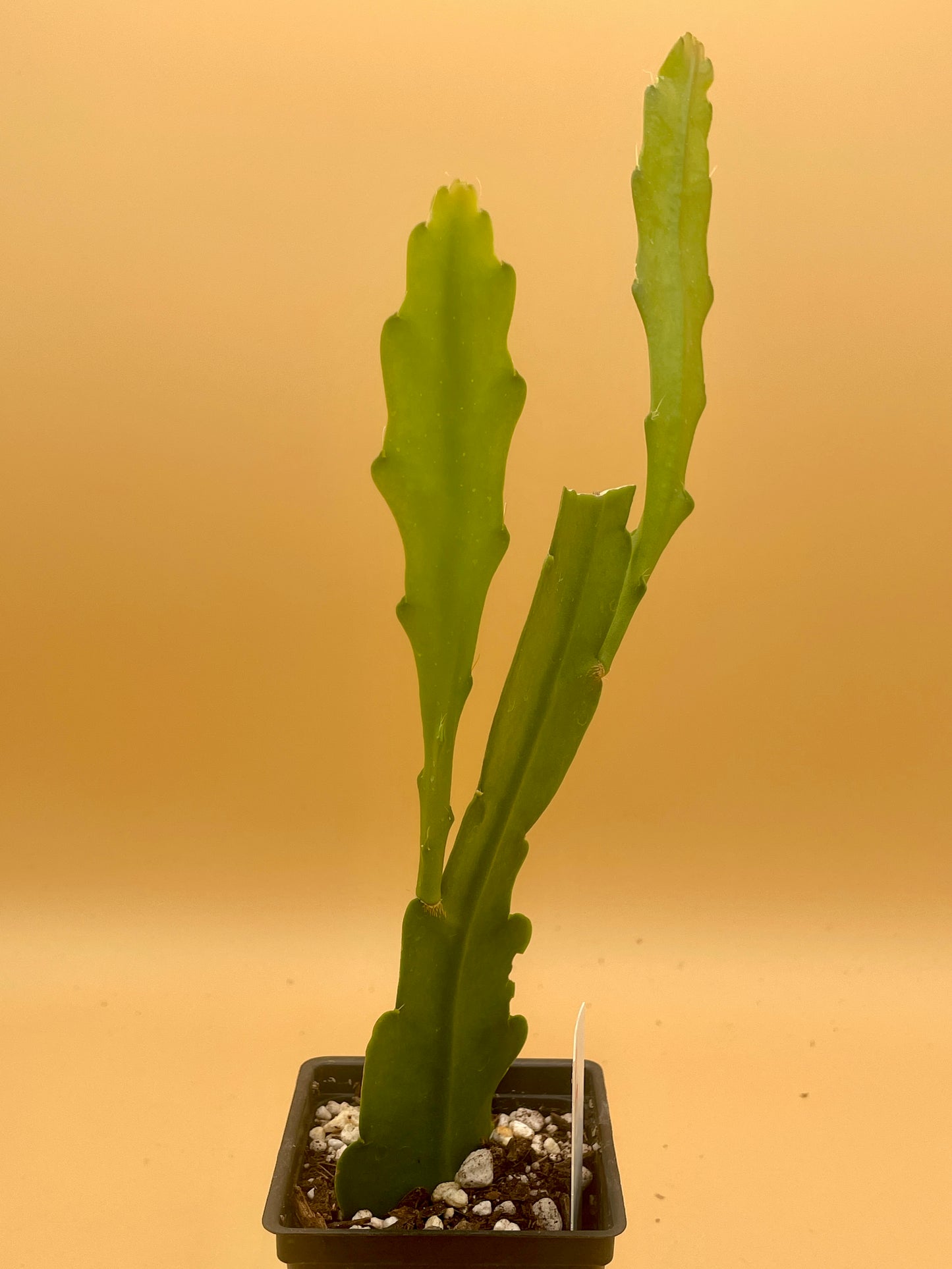 Epiphyllum Hybrid 'Wild Thing' In 3" Starter Pot - Fully - Rooted