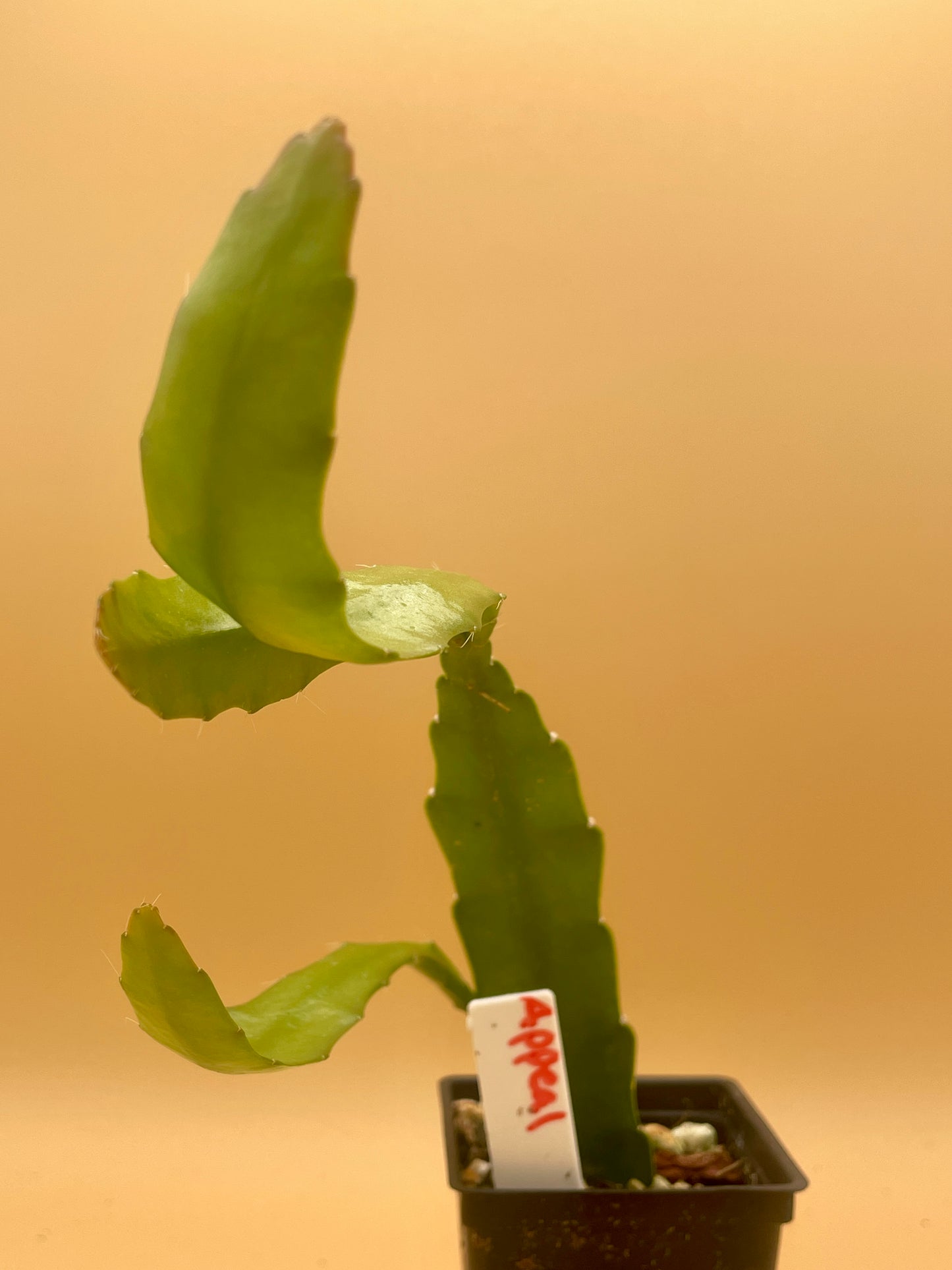 Epiphyllum Hybrid 'Appeal' Fully-Rooted Starter Pot - Grown In 3" Pot