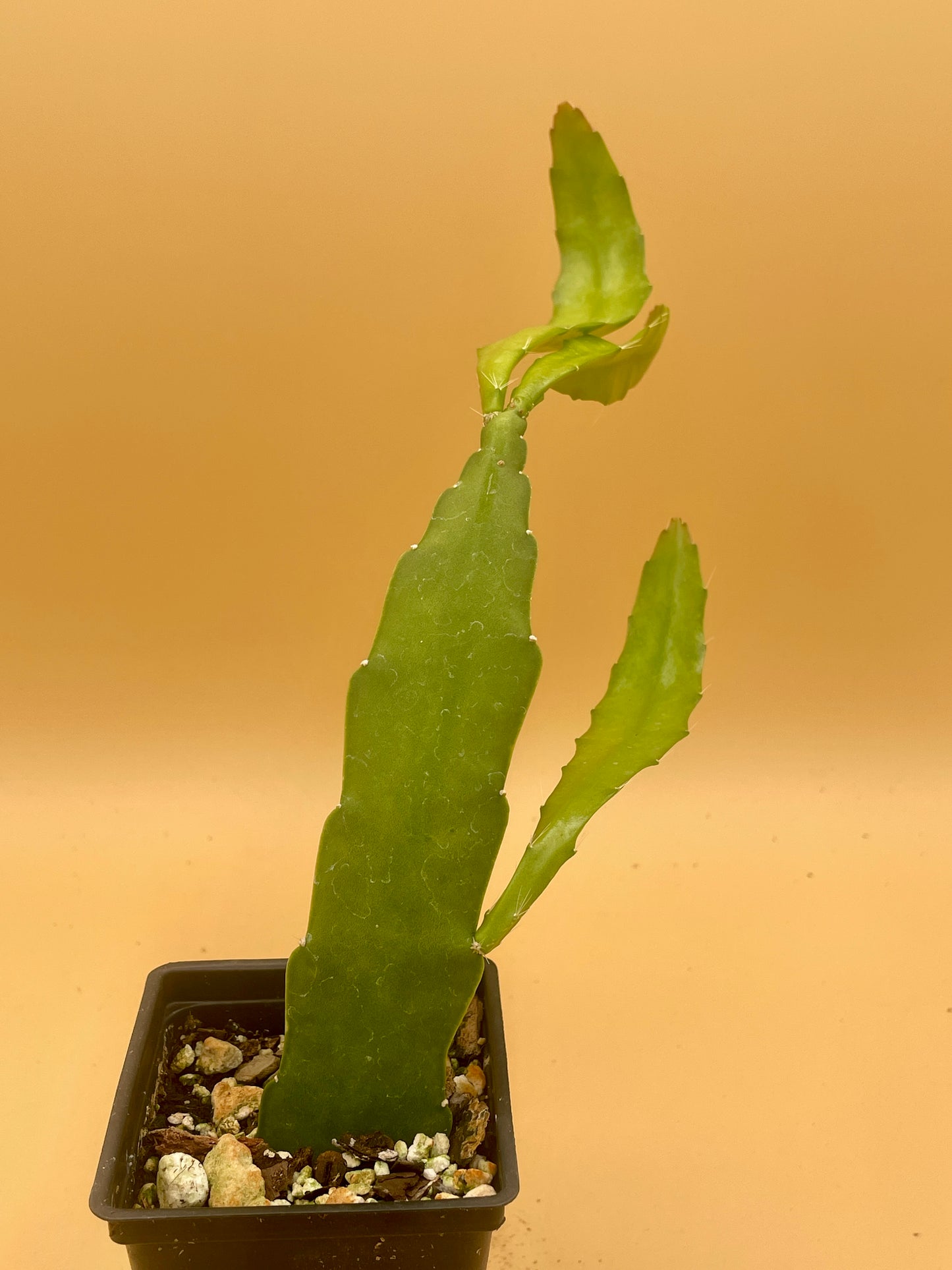 Epiphyllum Hybrid 'Appeal' Fully-Rooted Starter Pot - Grown In 3" Pot