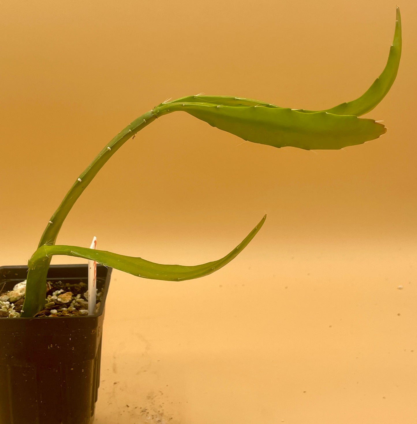 Epiphyllum Hybrid 'Appeal' Fully-Rooted Starter Pot - Grown In 3" Pot